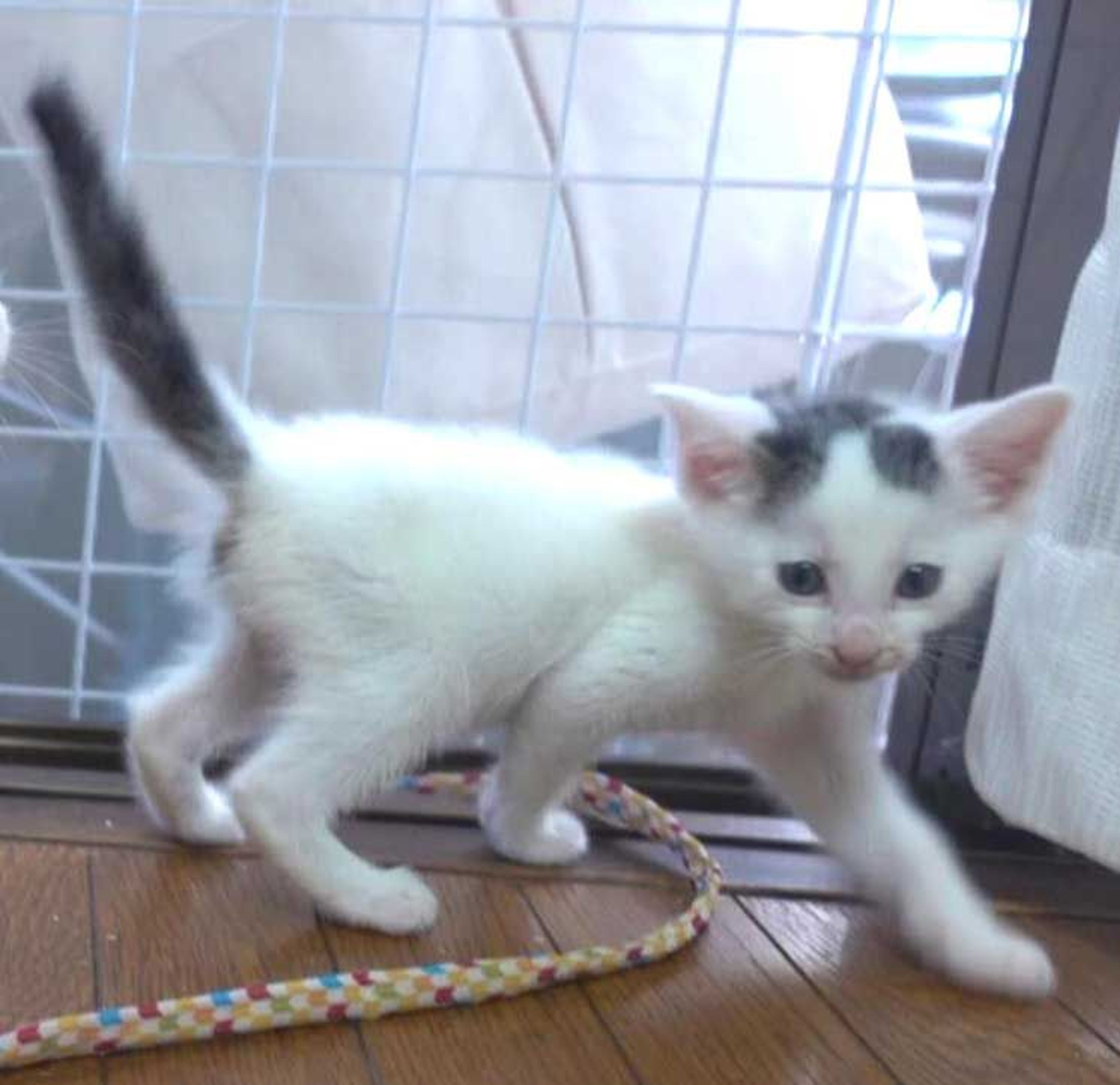 pet-image-5