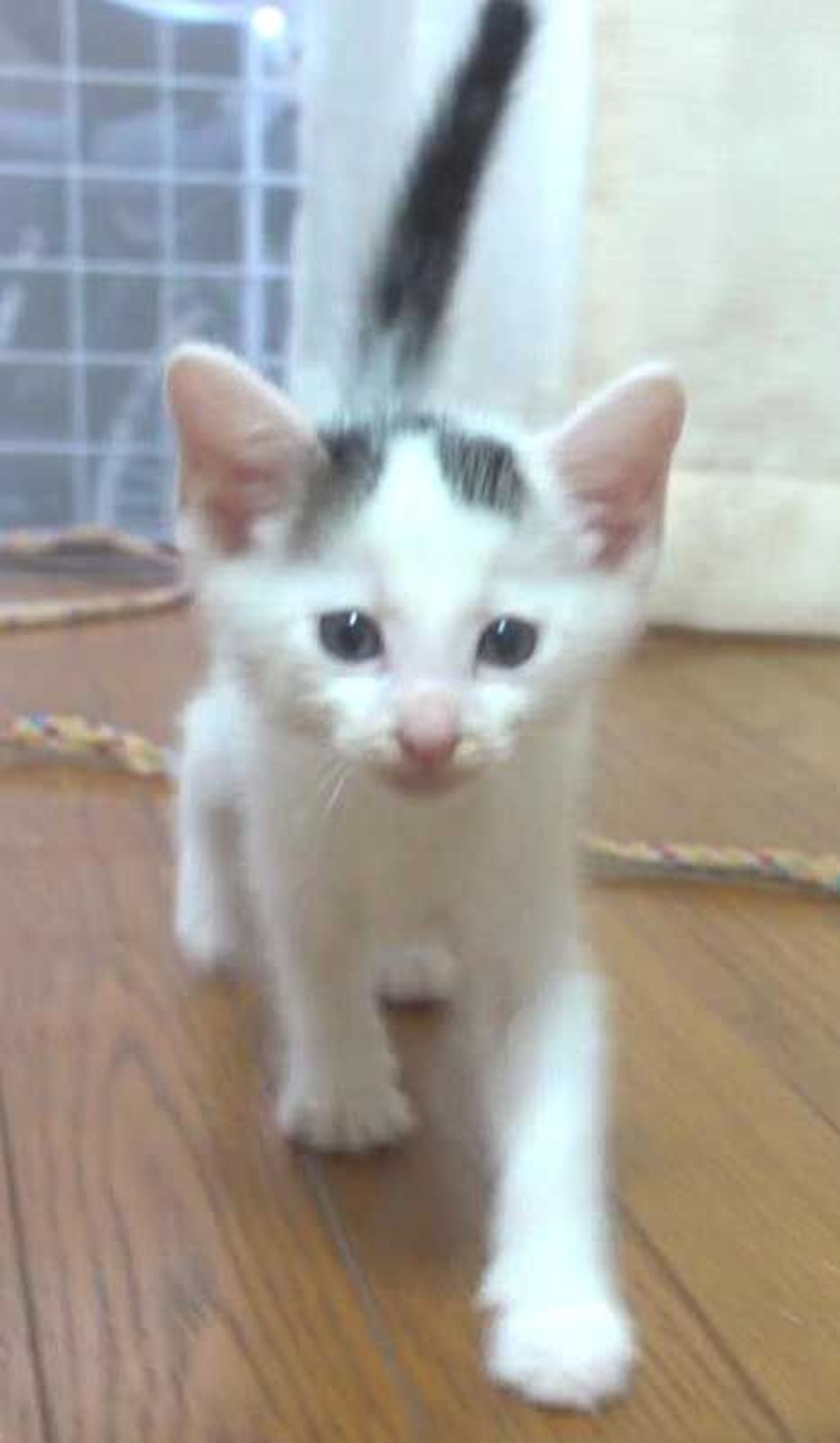 pet-image-6