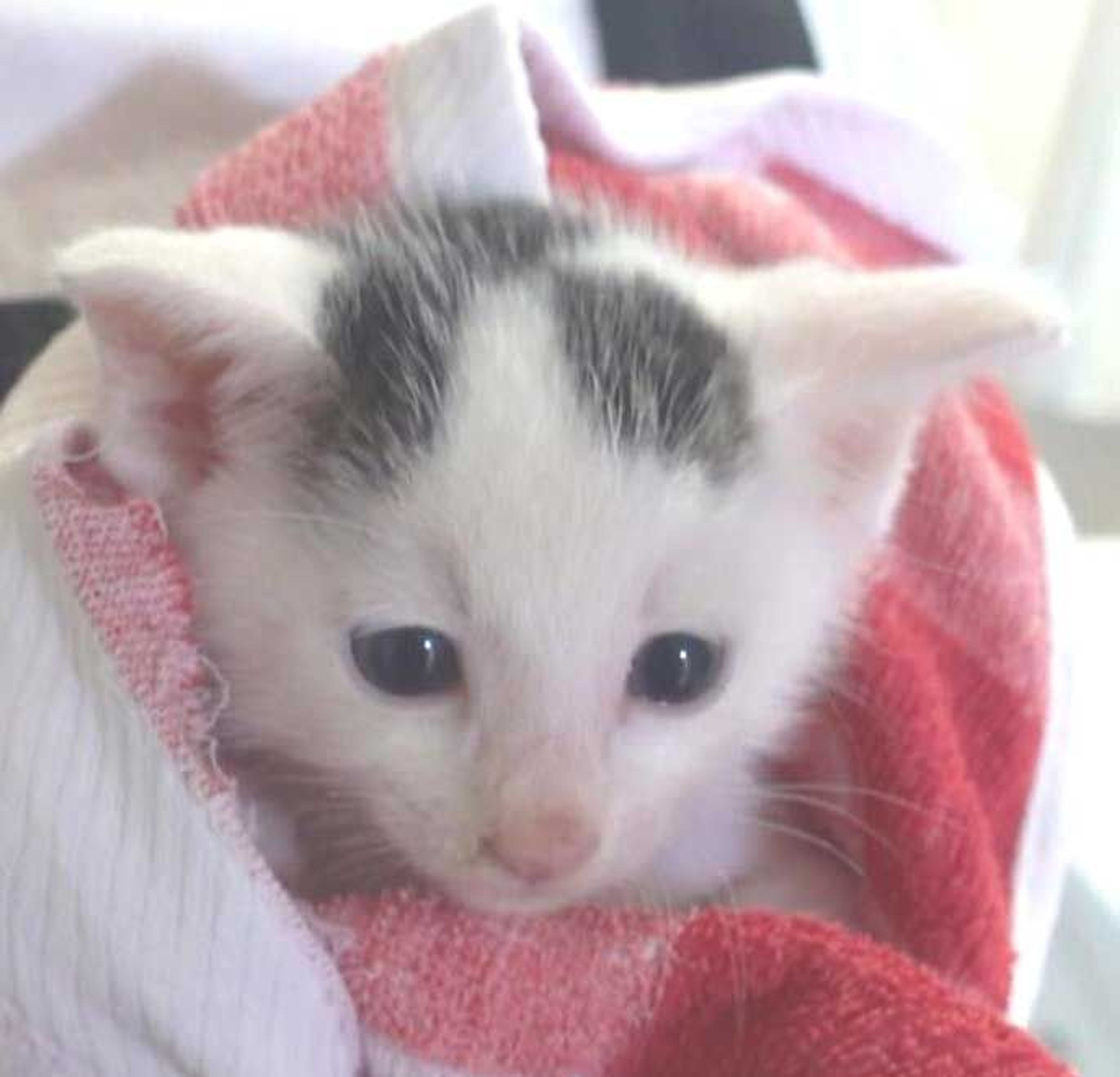 pet-image-7