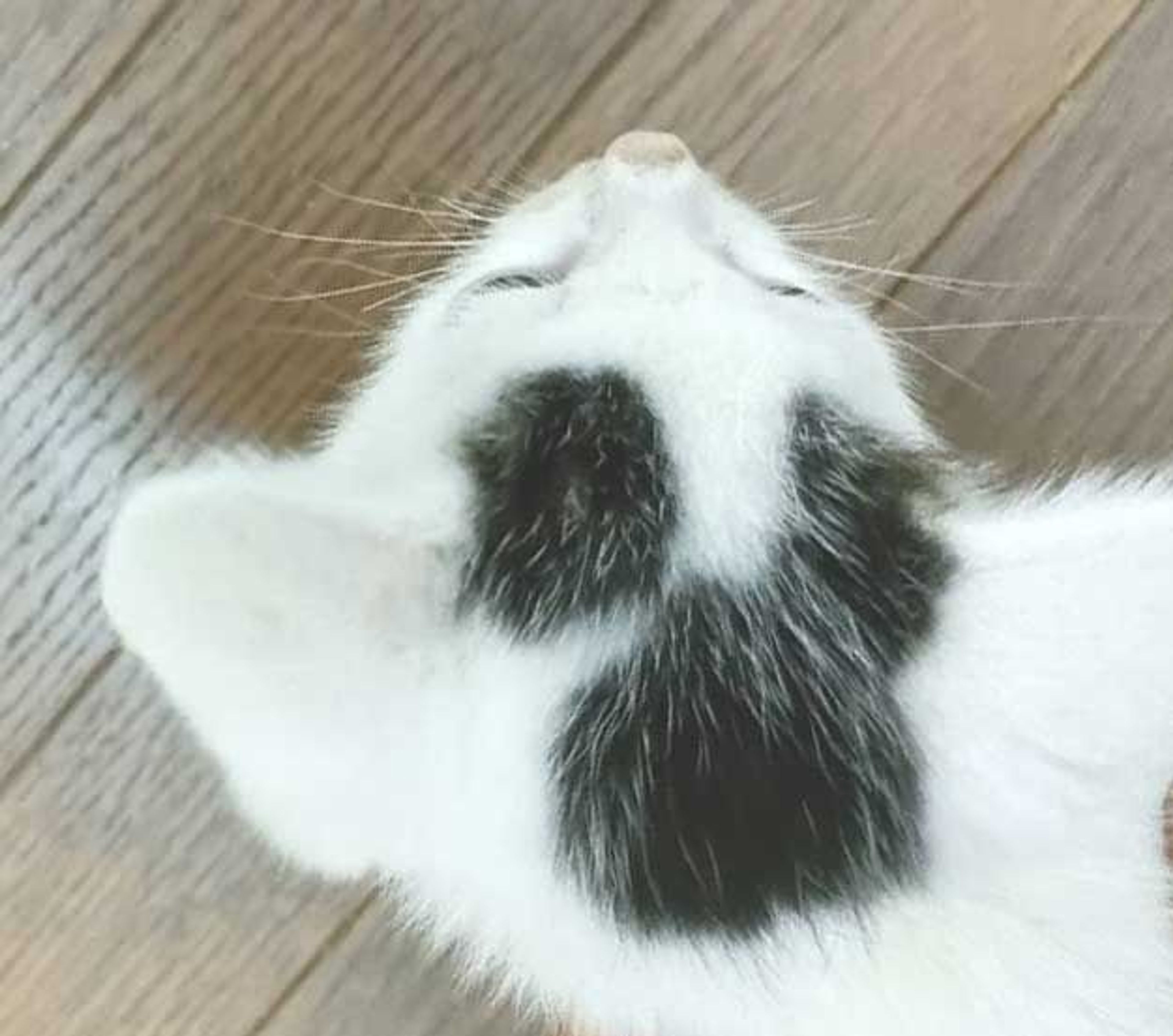 pet-image-8