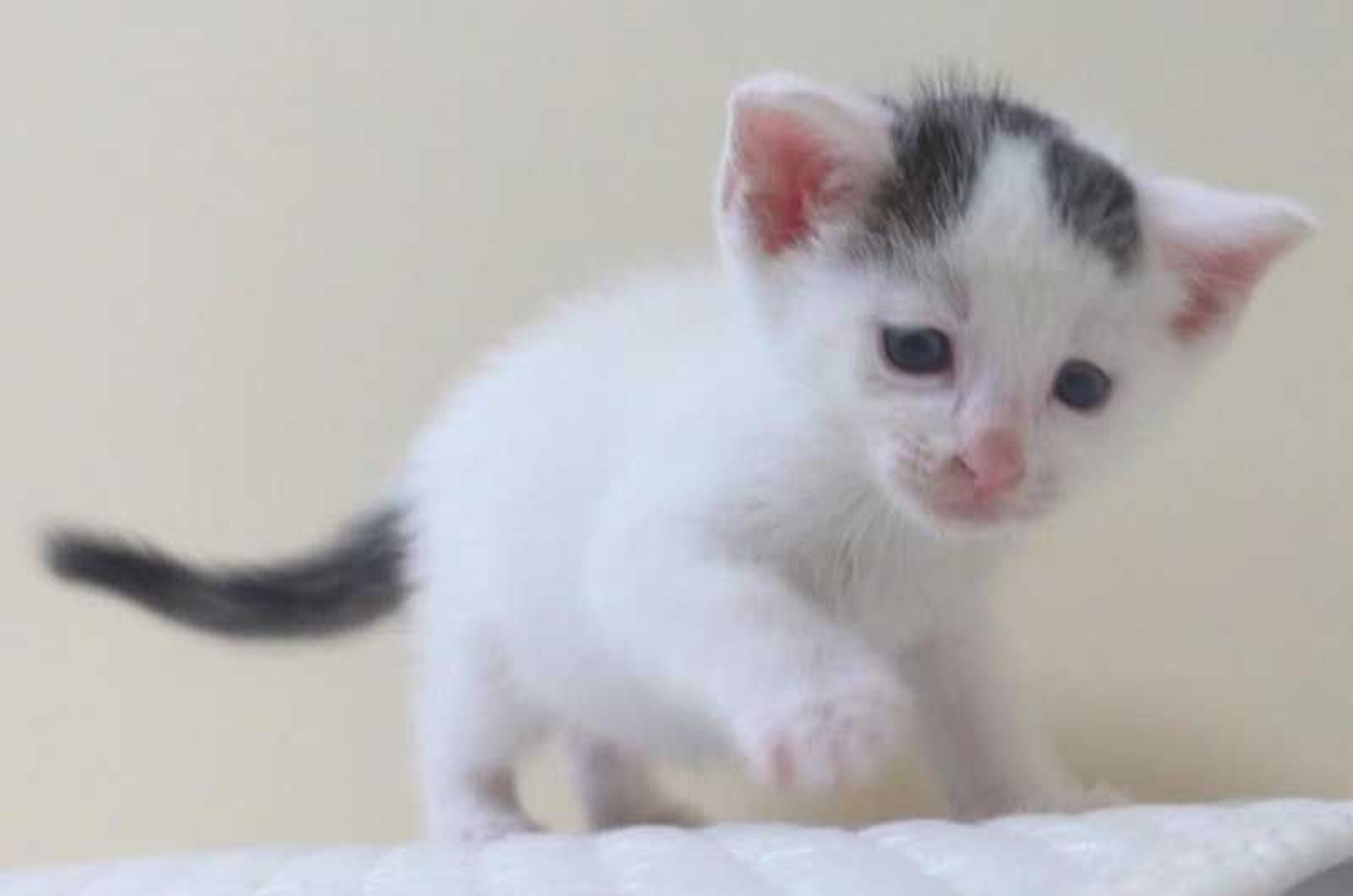 pet-image-9