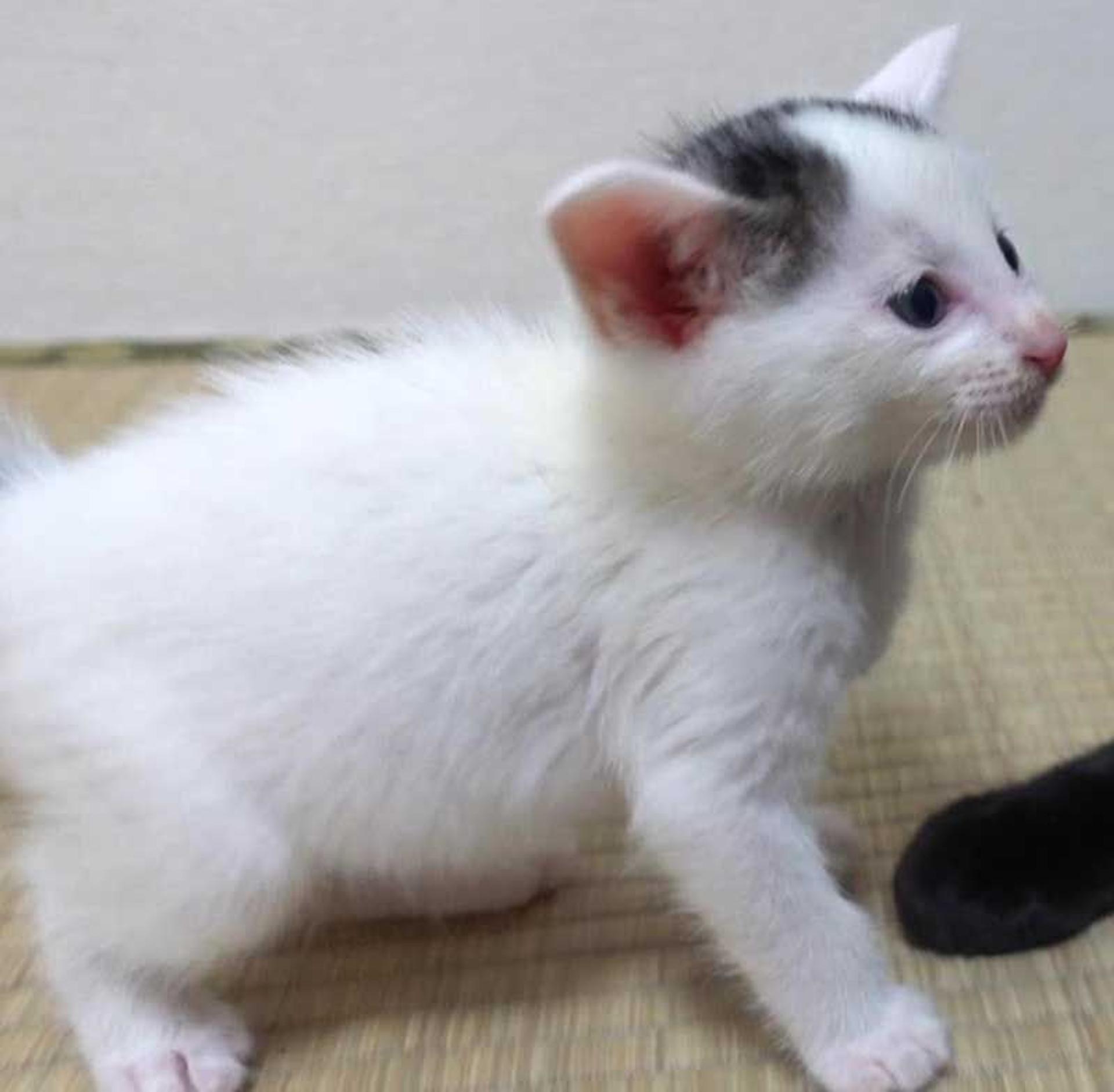 pet-image-10