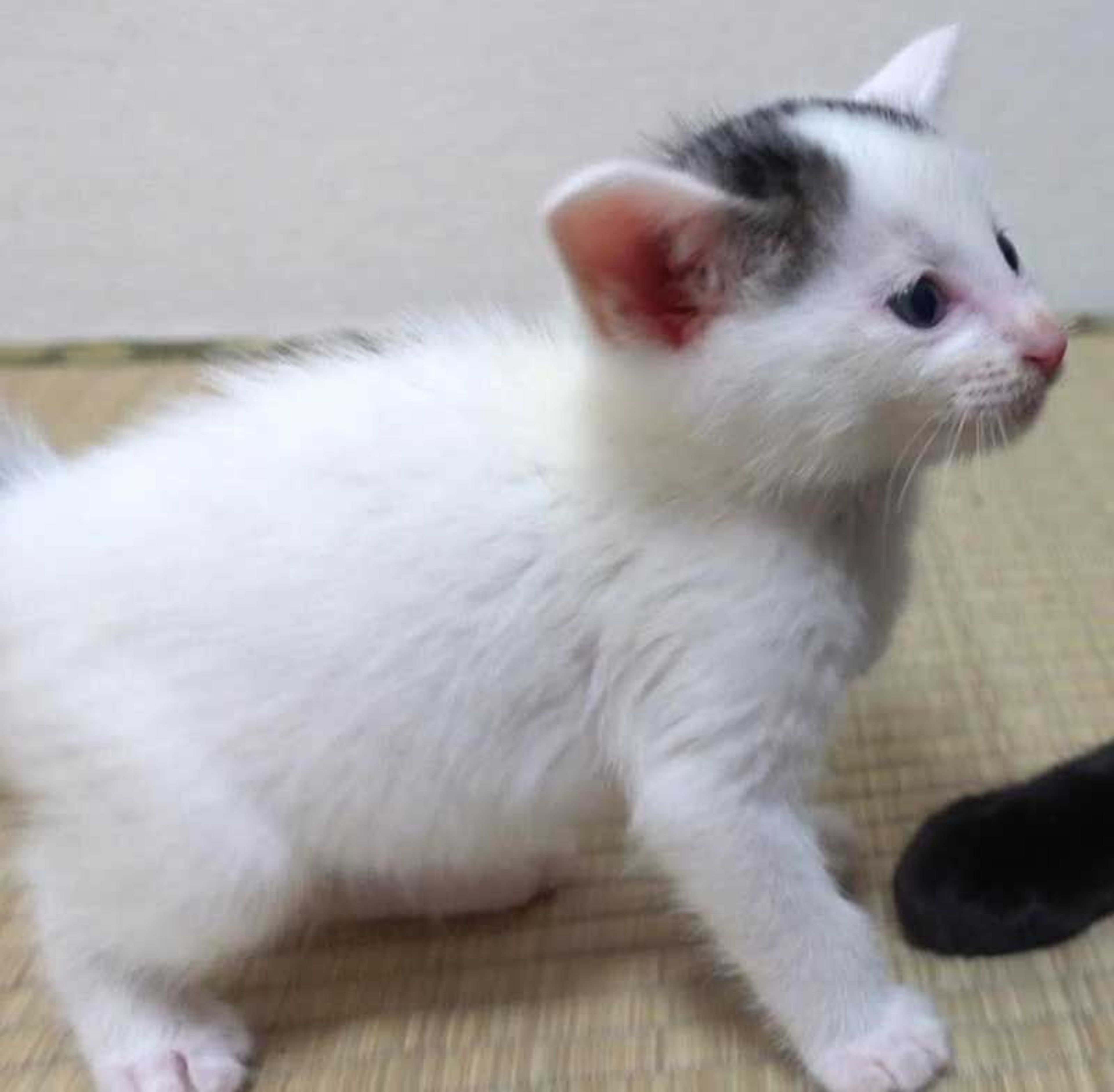 pet-image-10