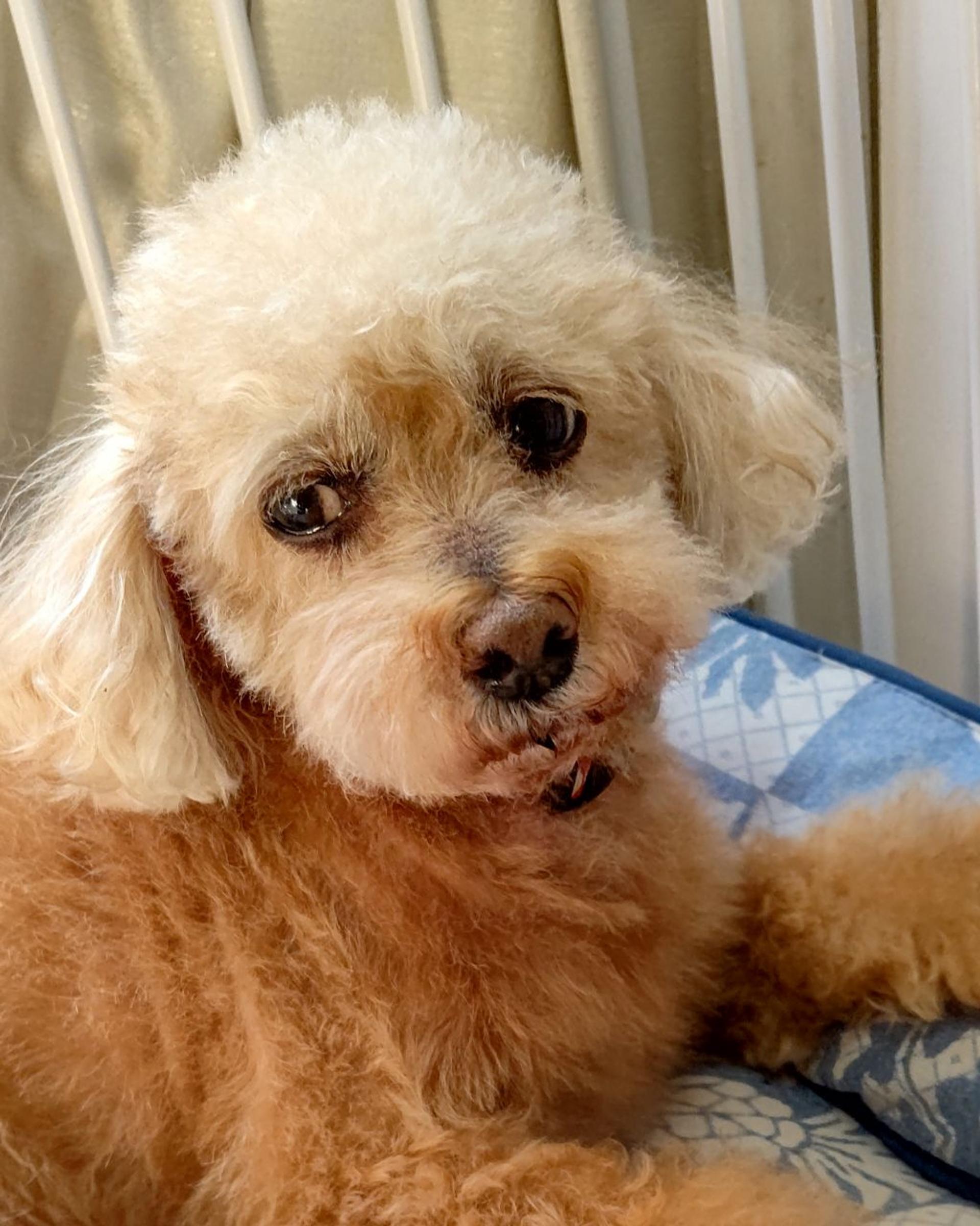 pet-image-2