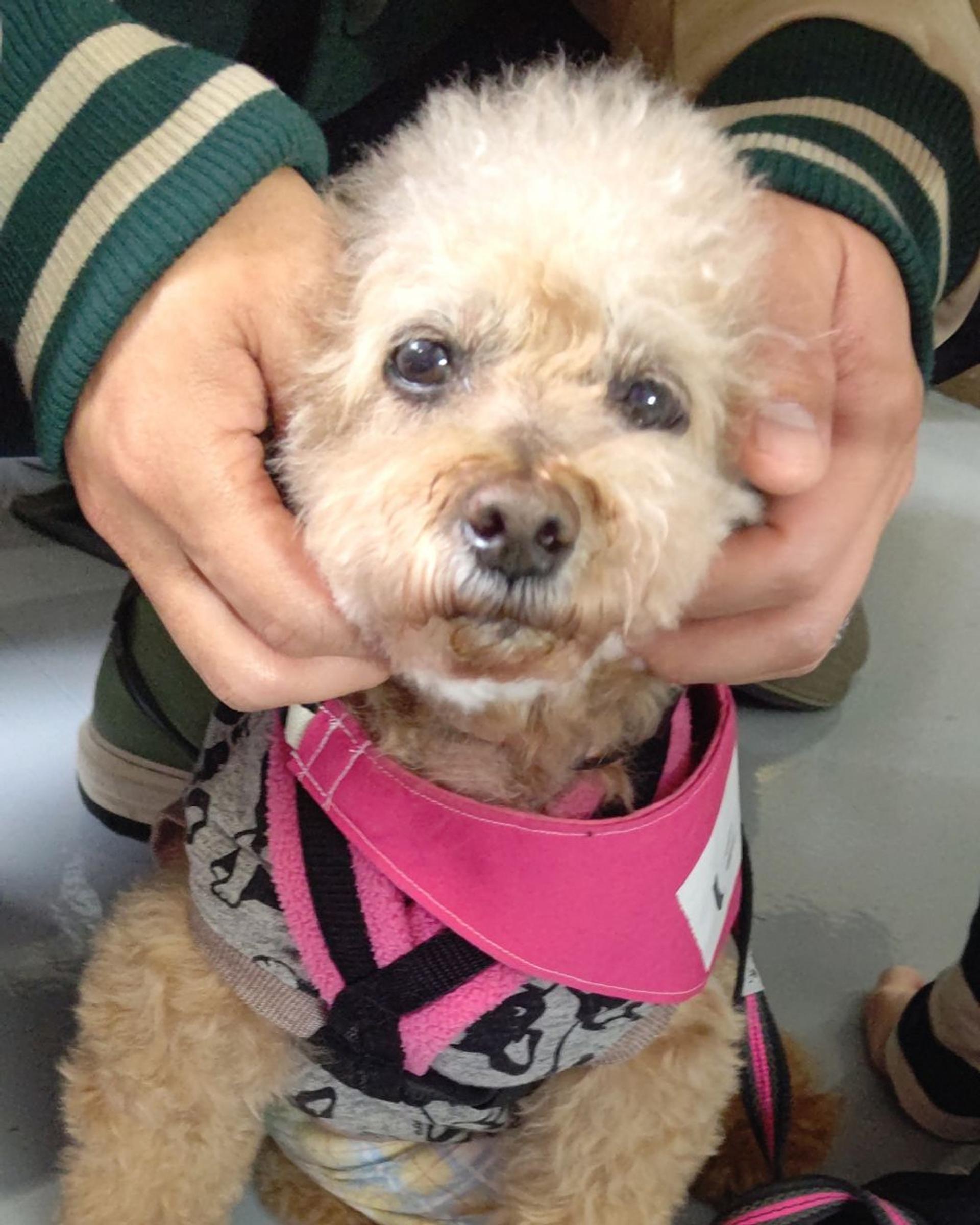 pet-image-4