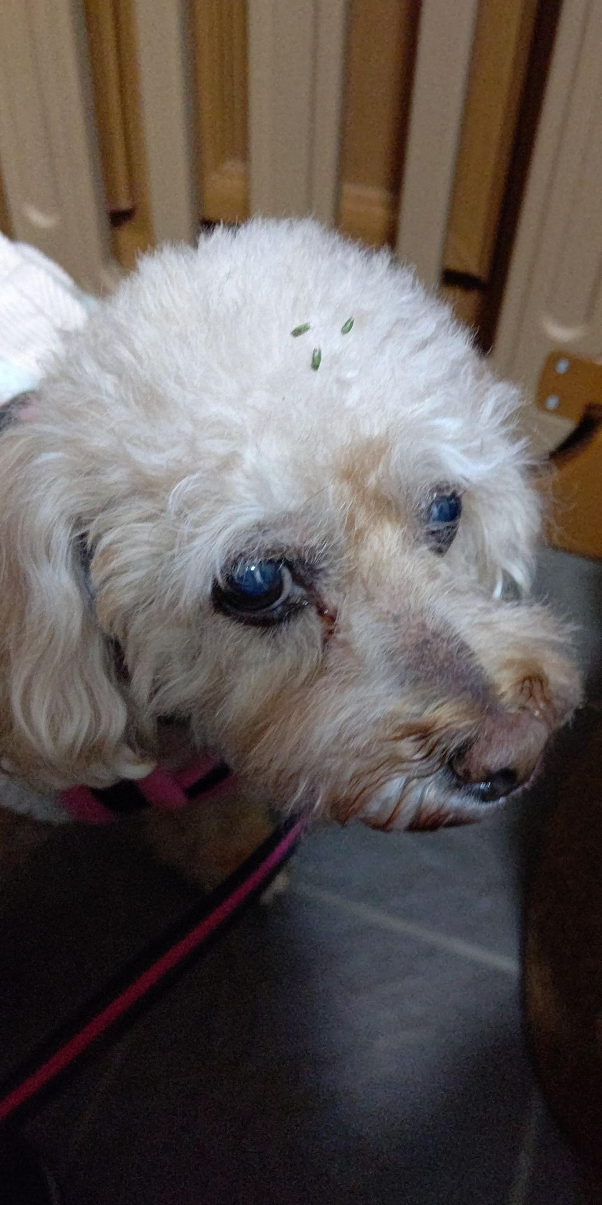pet-image-5
