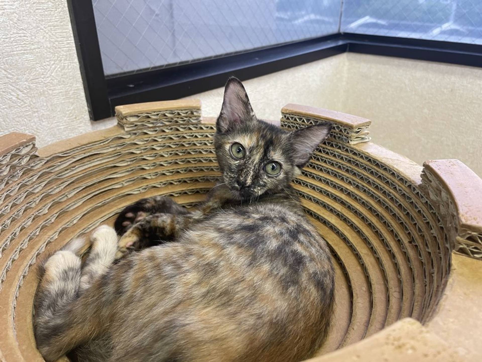 雑種（ミックス猫）・メスの里親募集の写真