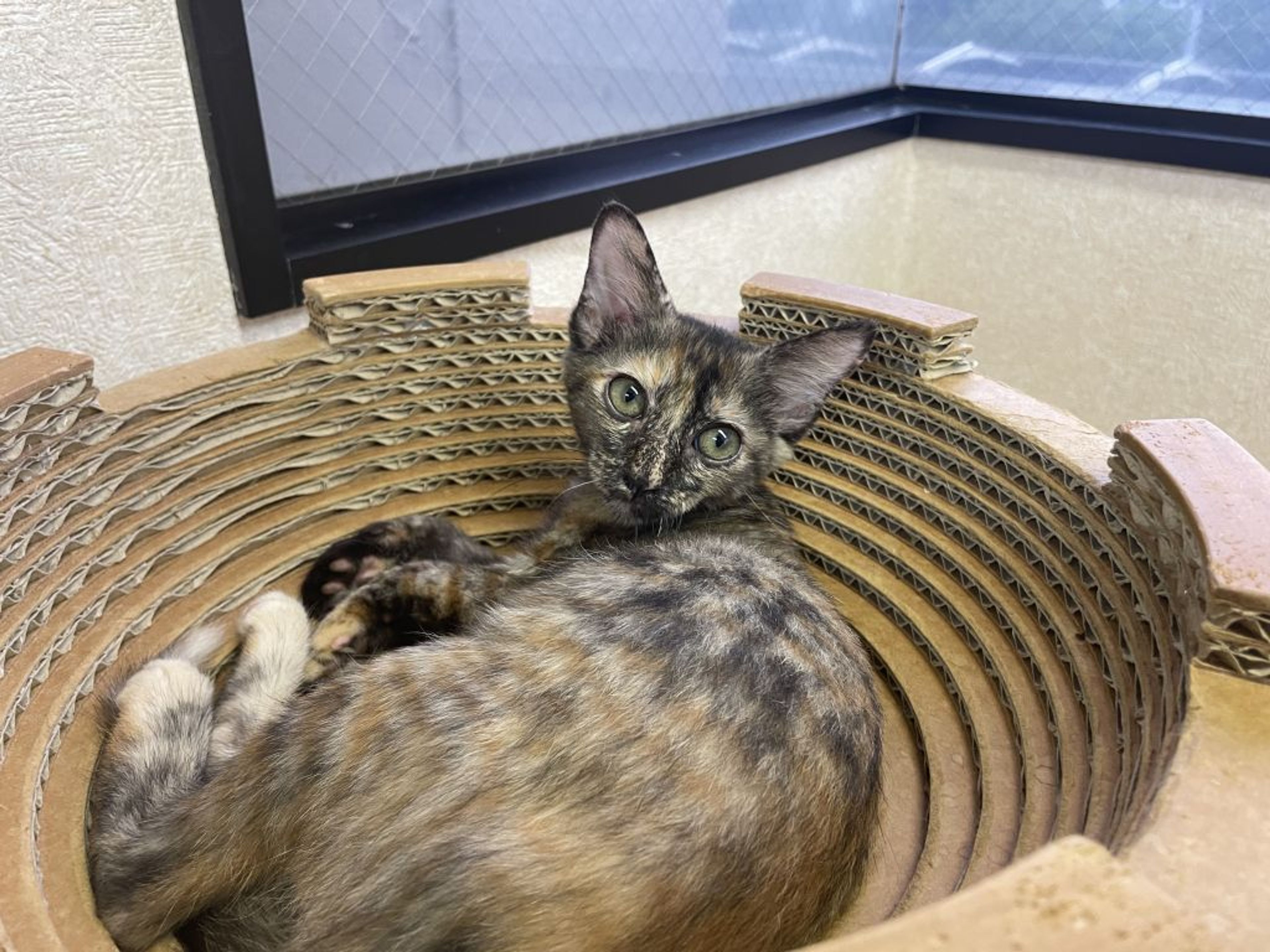 雑種（ミックス猫）・メスの里親募集の写真