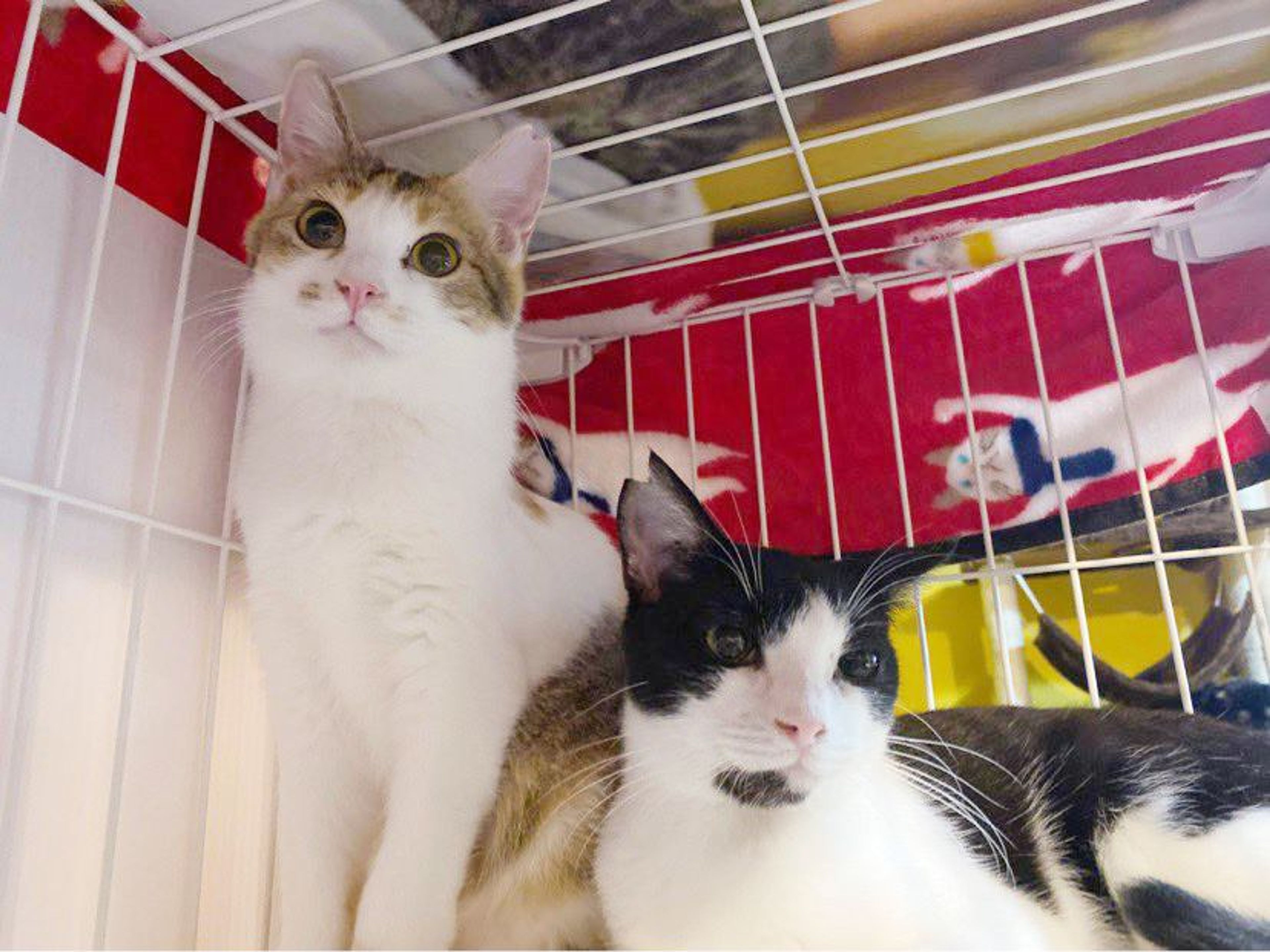 pet-image-2