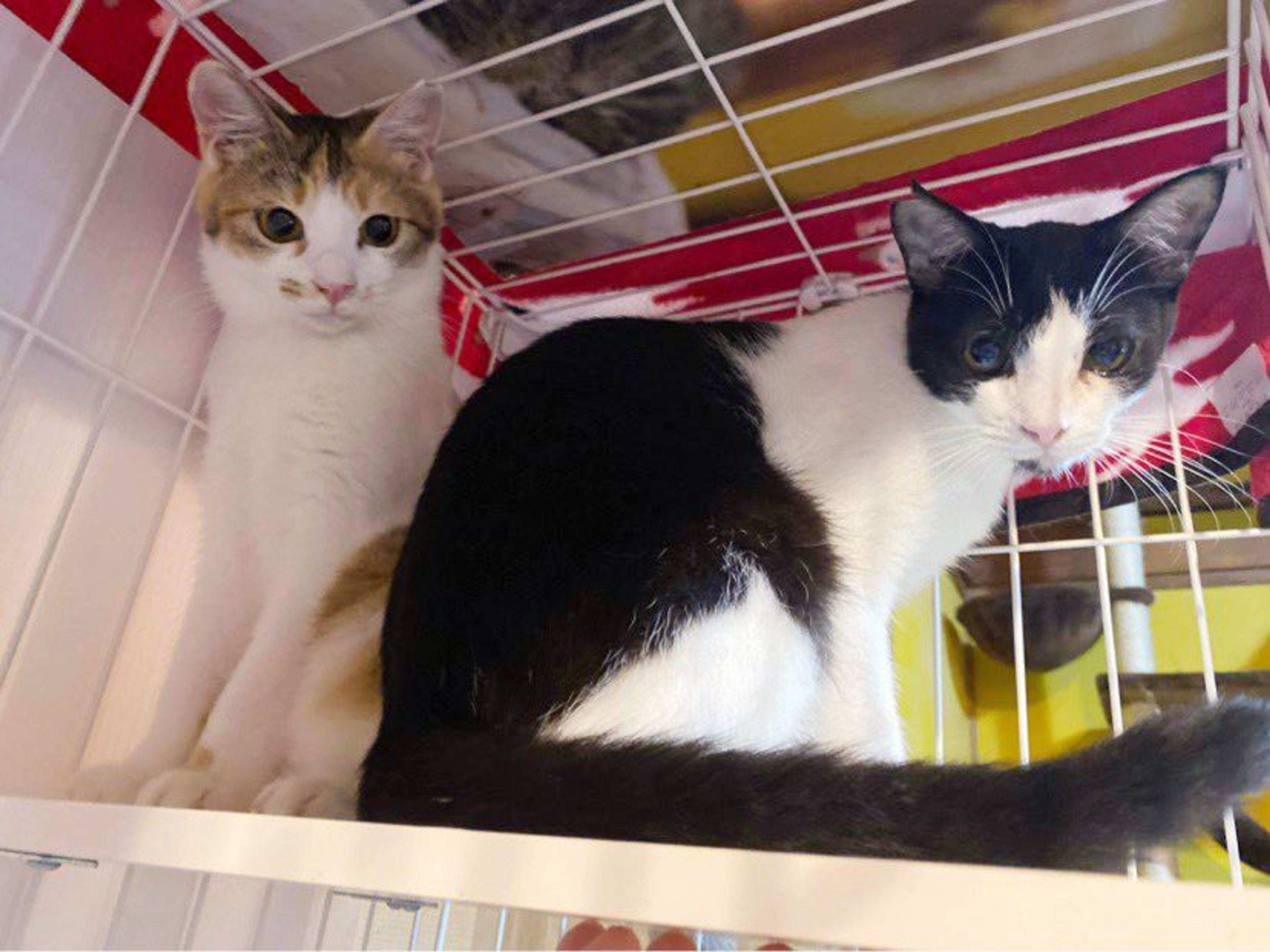 pet-image-3