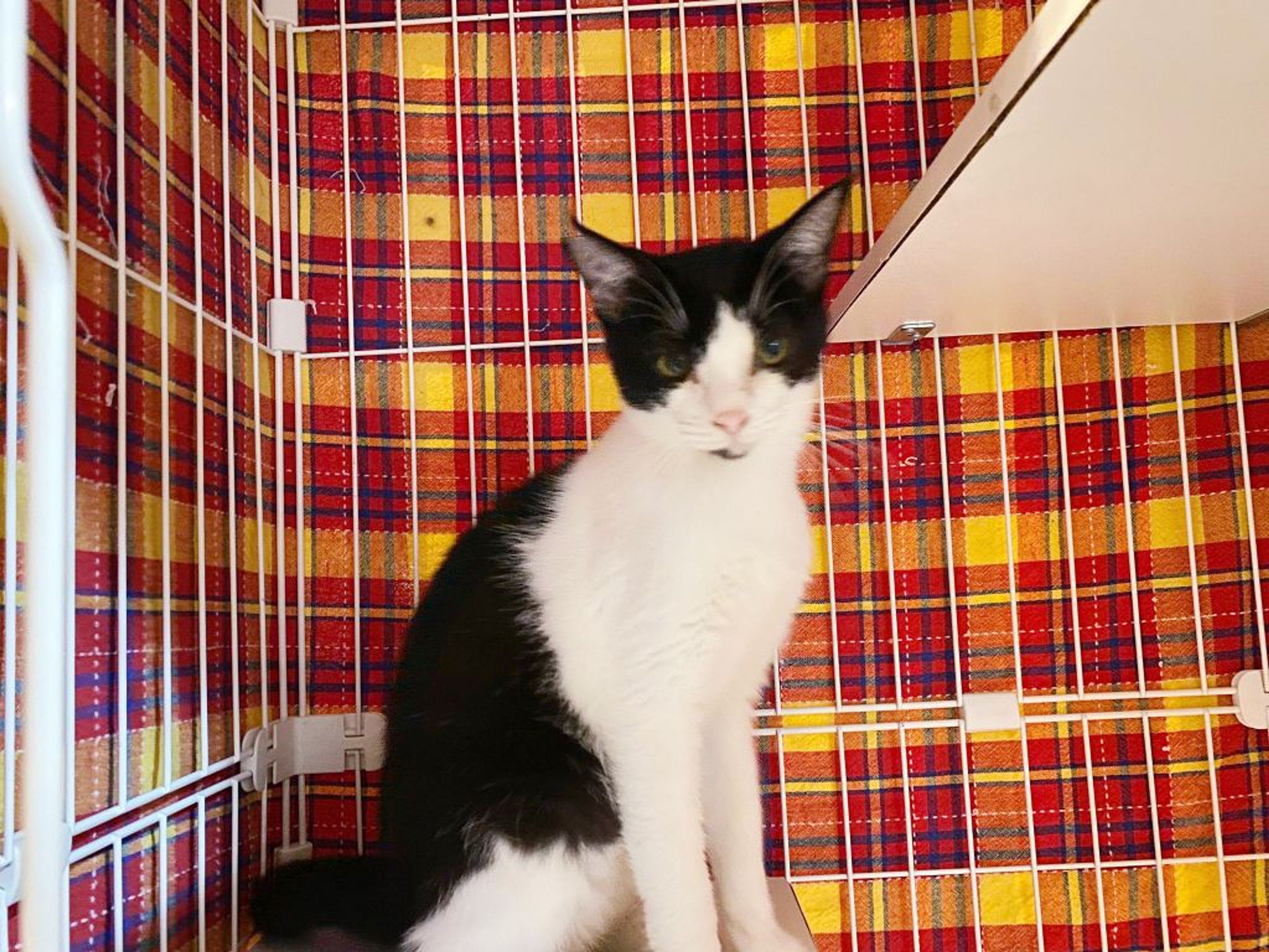 pet-image-4