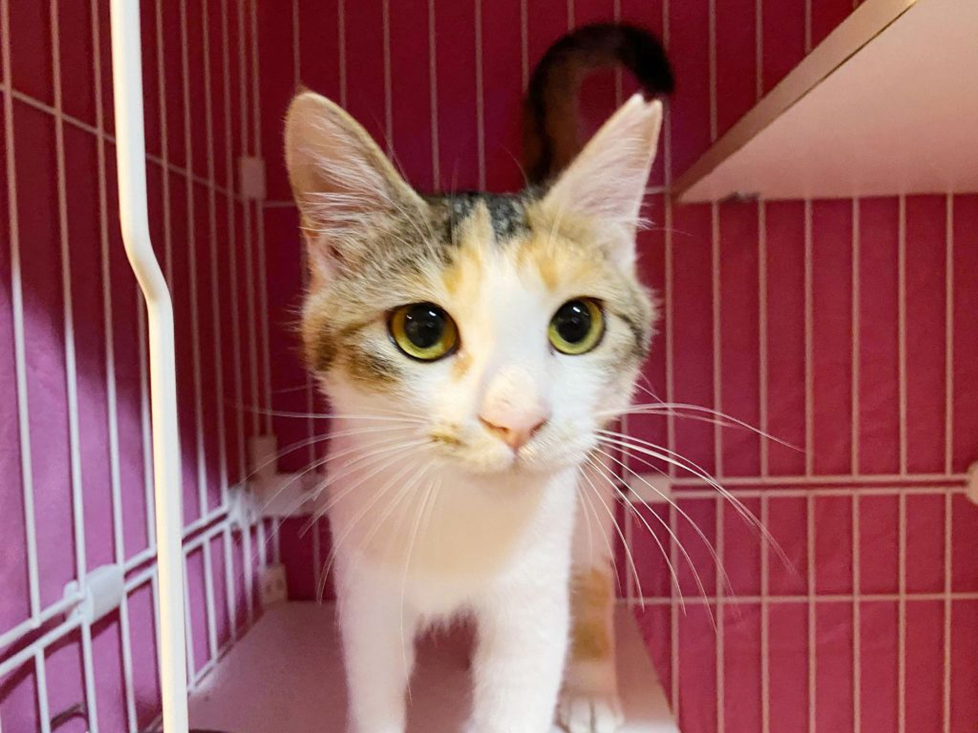 pet-image-6