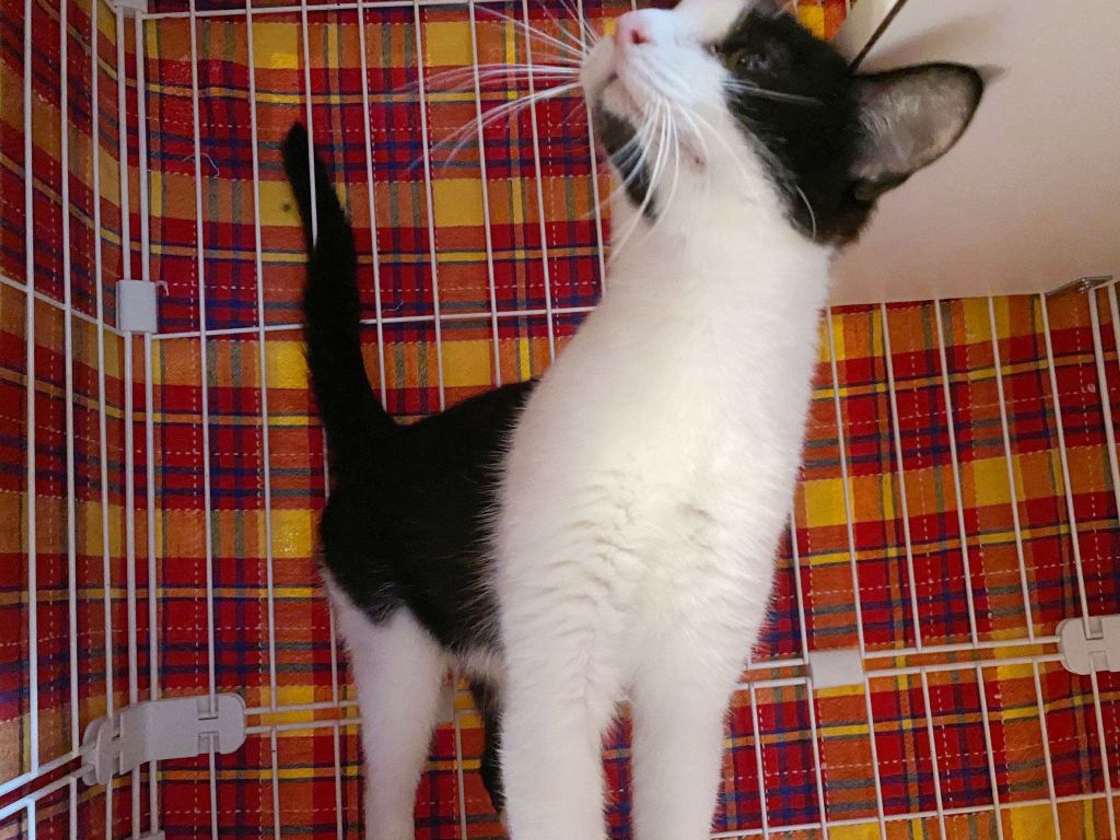 pet-image-7