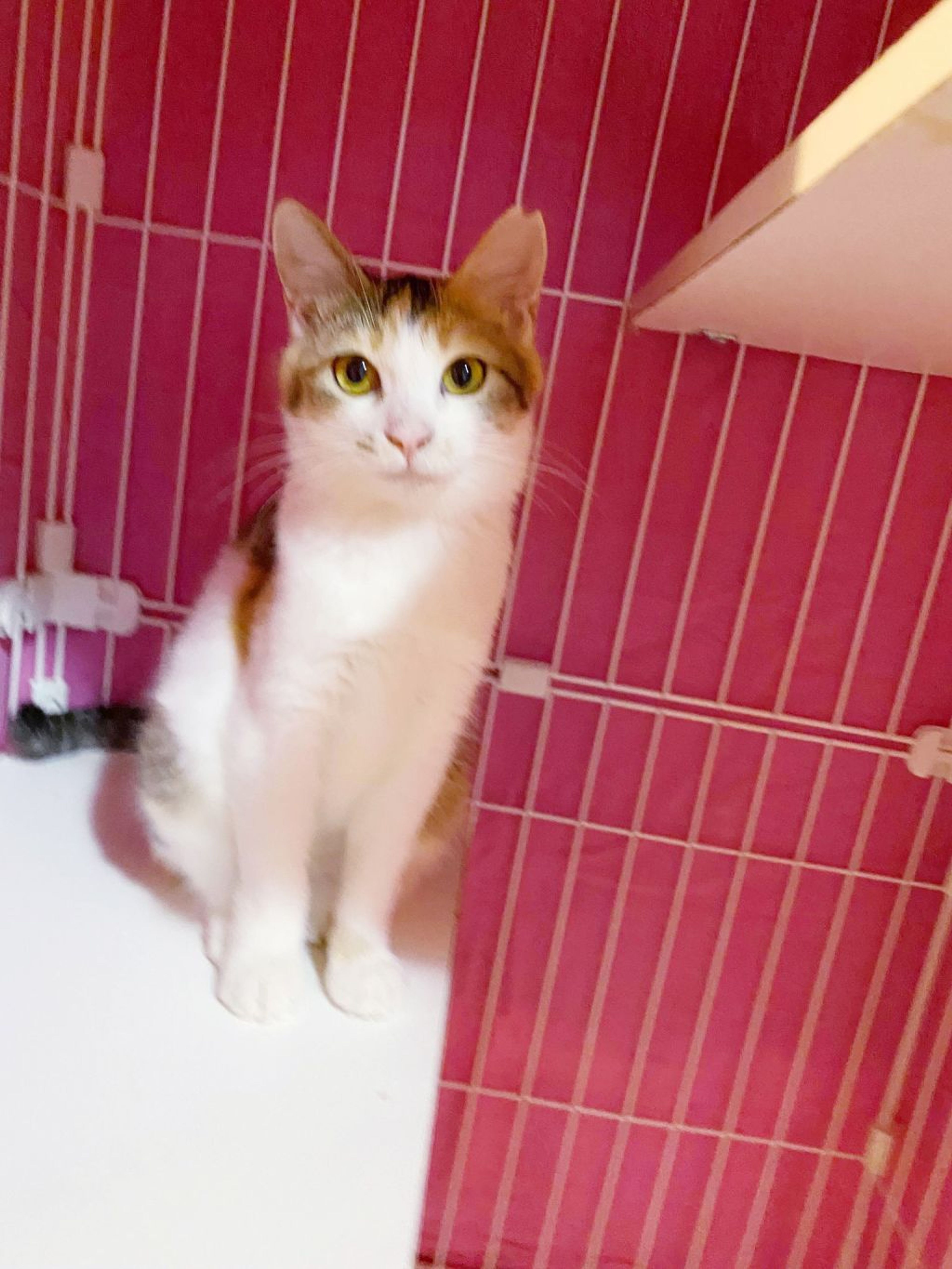 pet-image-8
