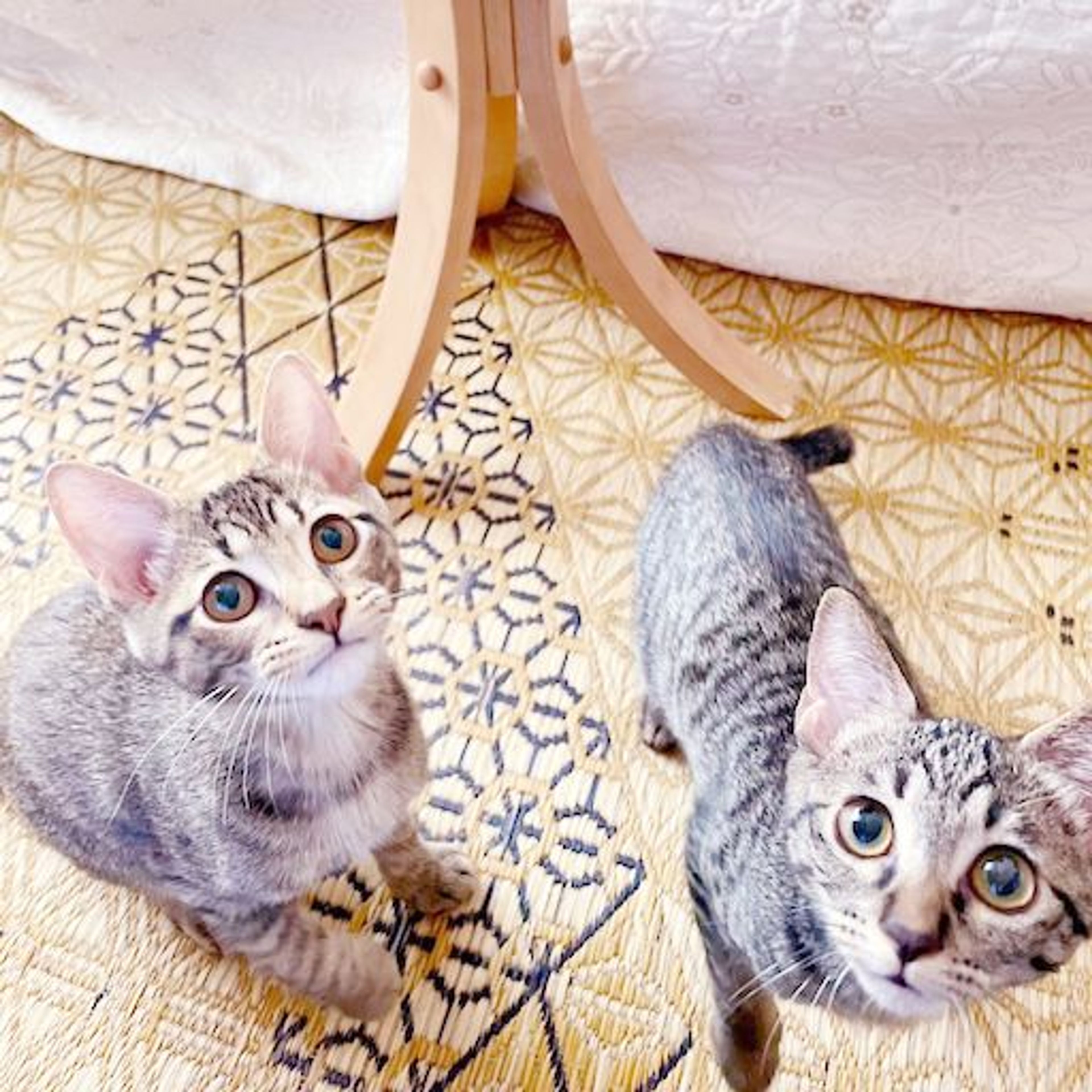 pet-image-4