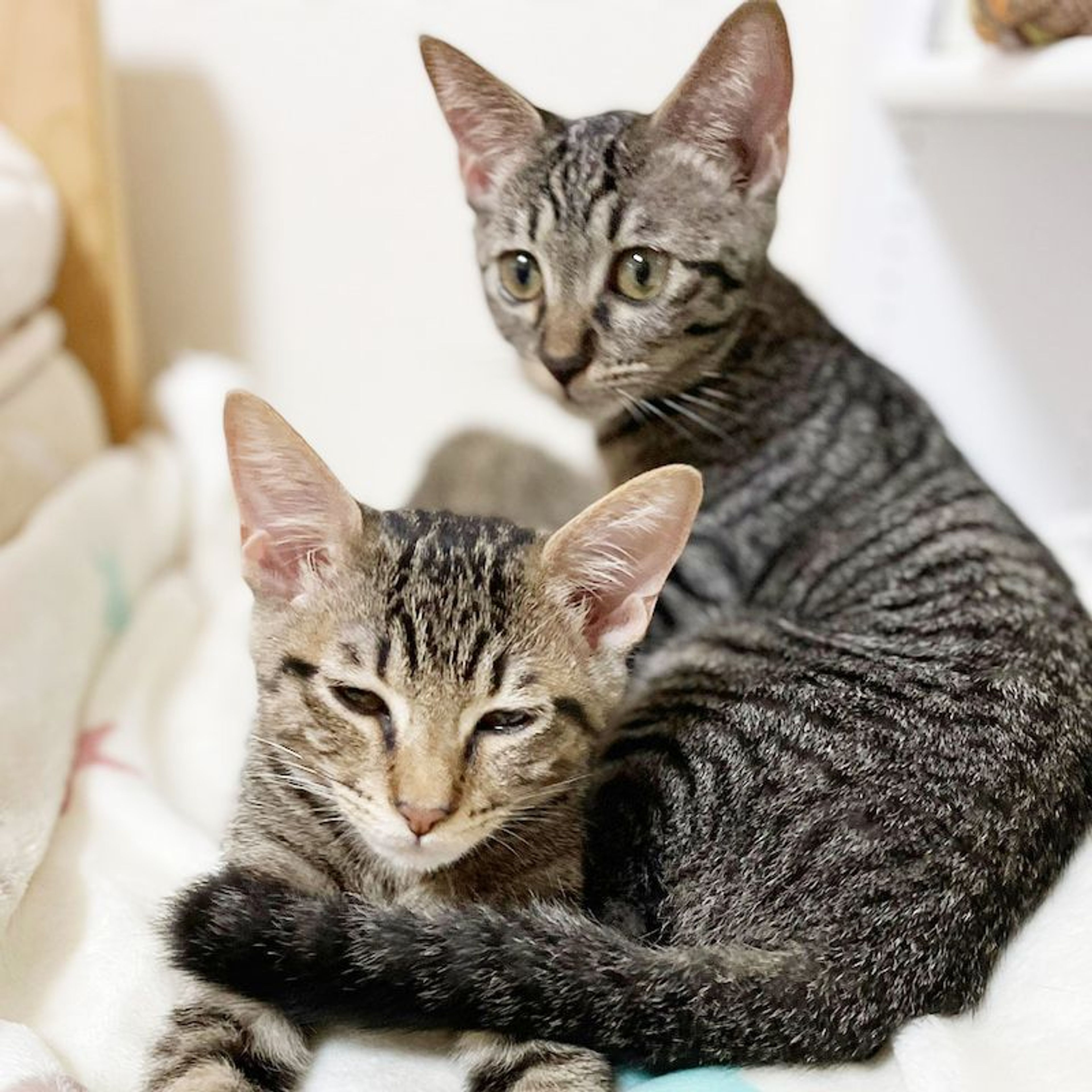 pet-image-5