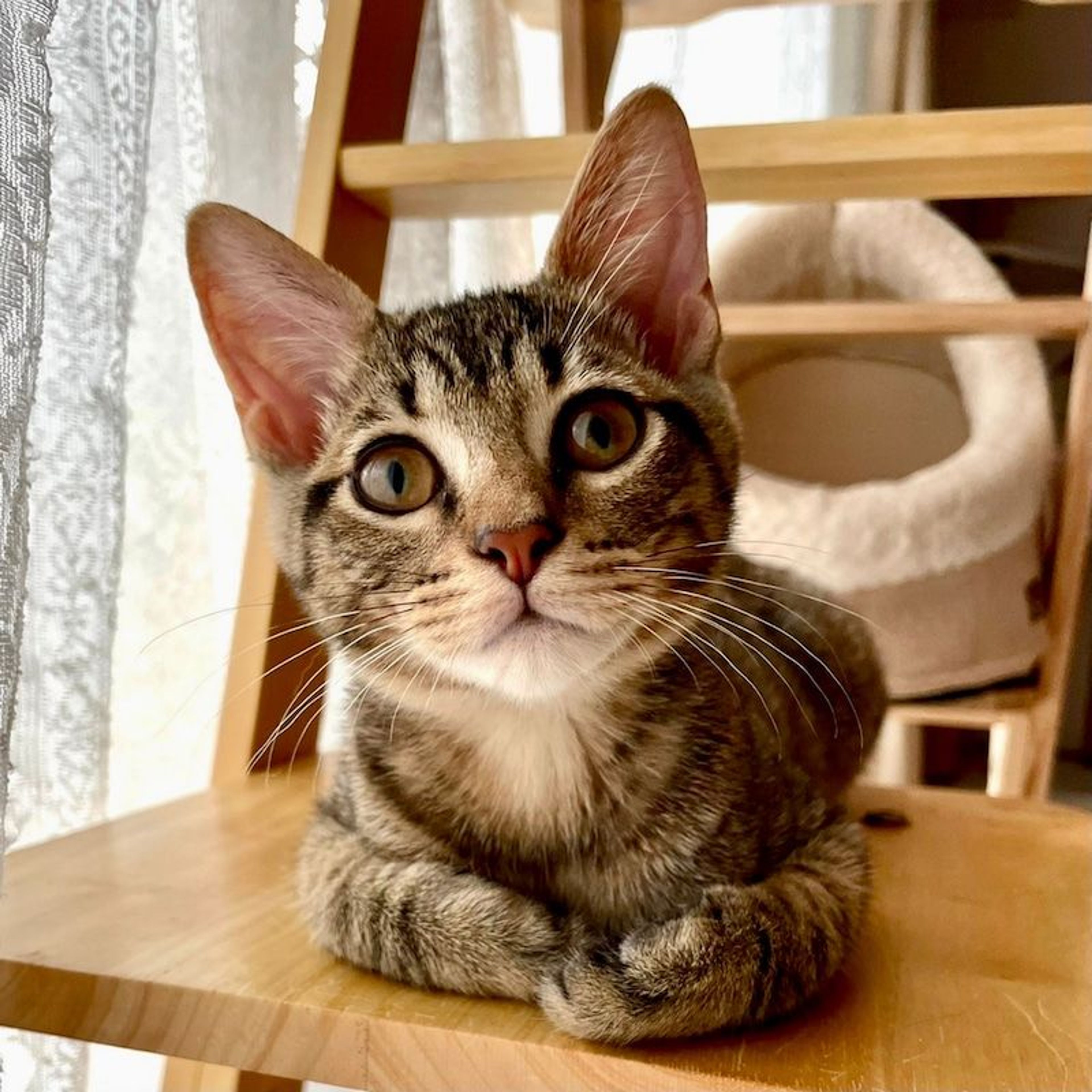 雑種（ミックス猫）・オスの里親募集の写真