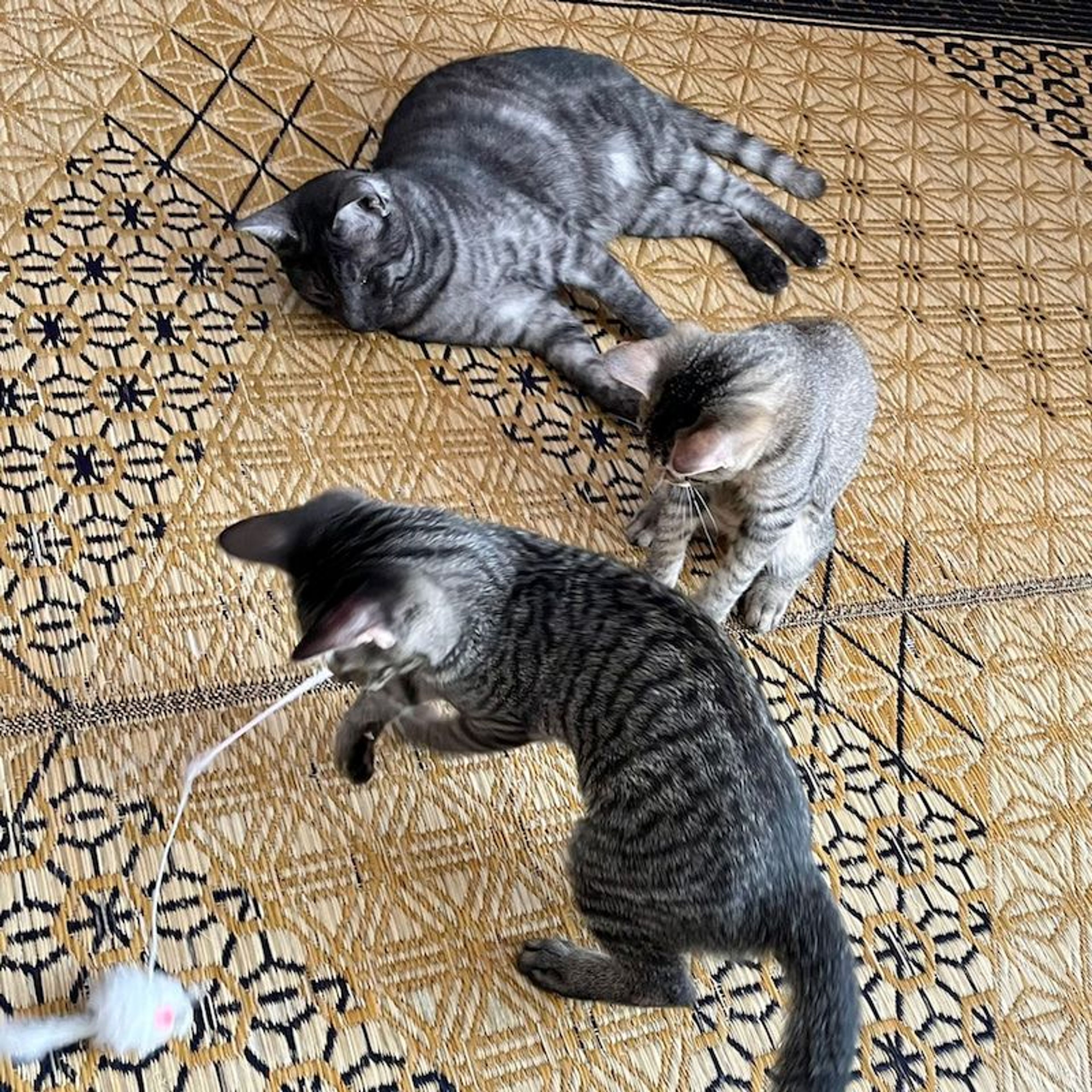 pet-image-4
