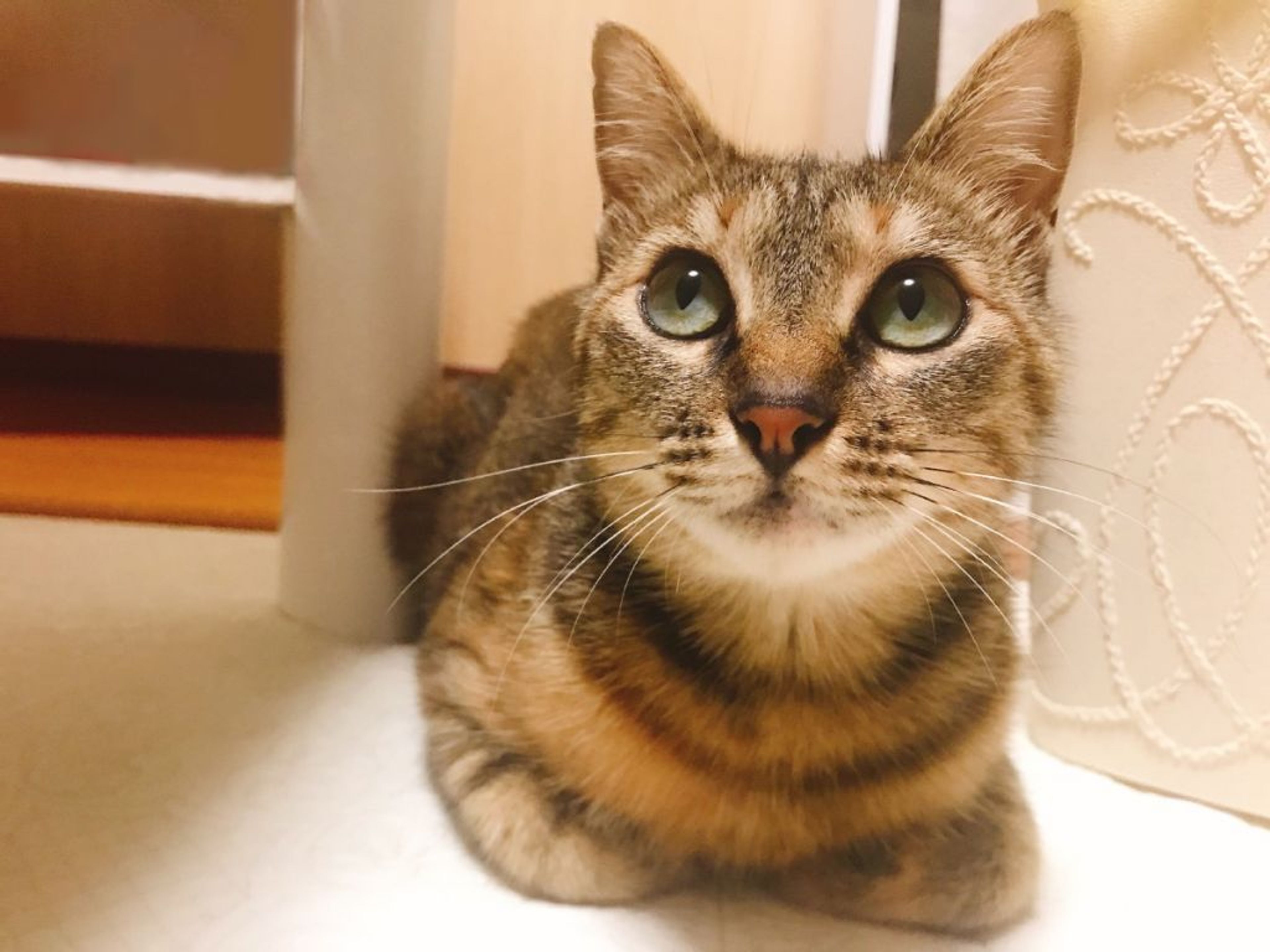 雑種（ミックス猫）・メスの里親募集の写真