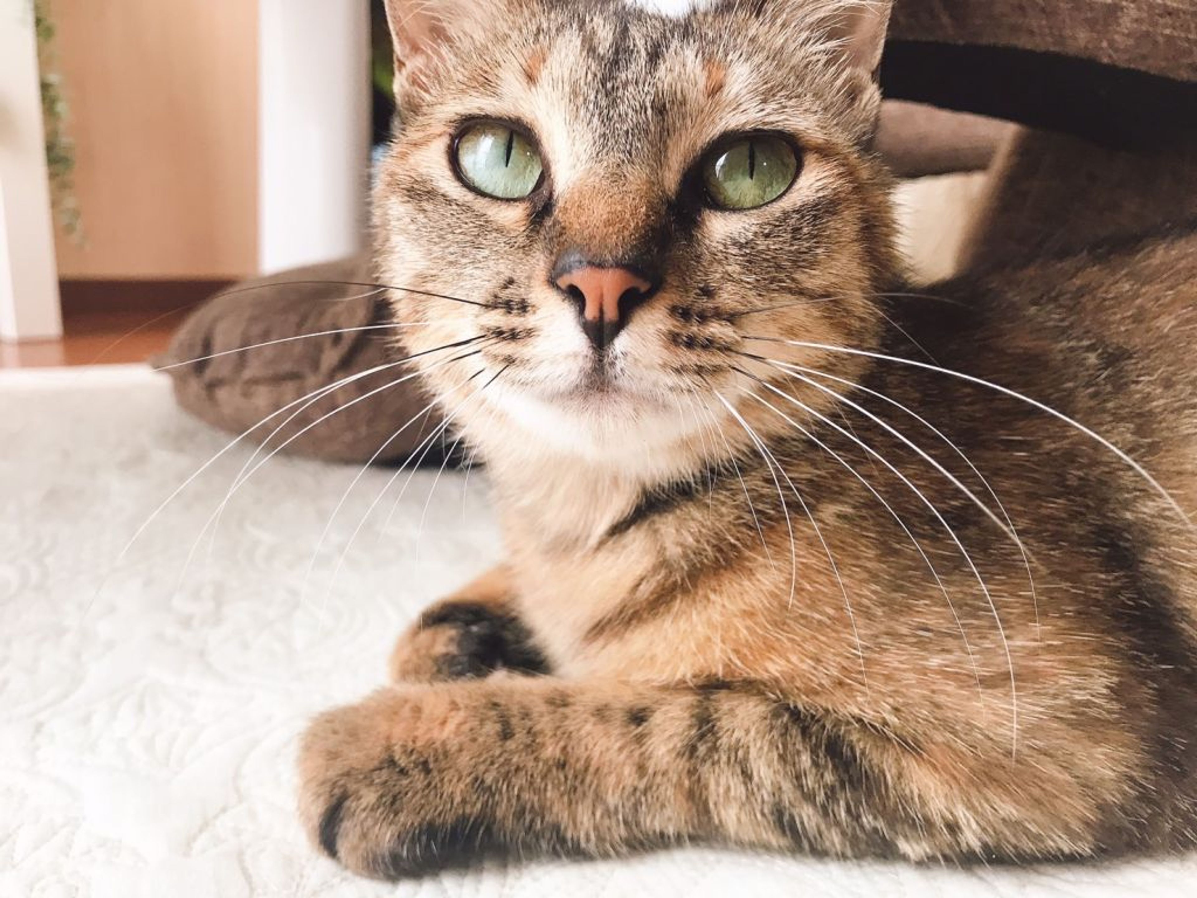 pet-image-5