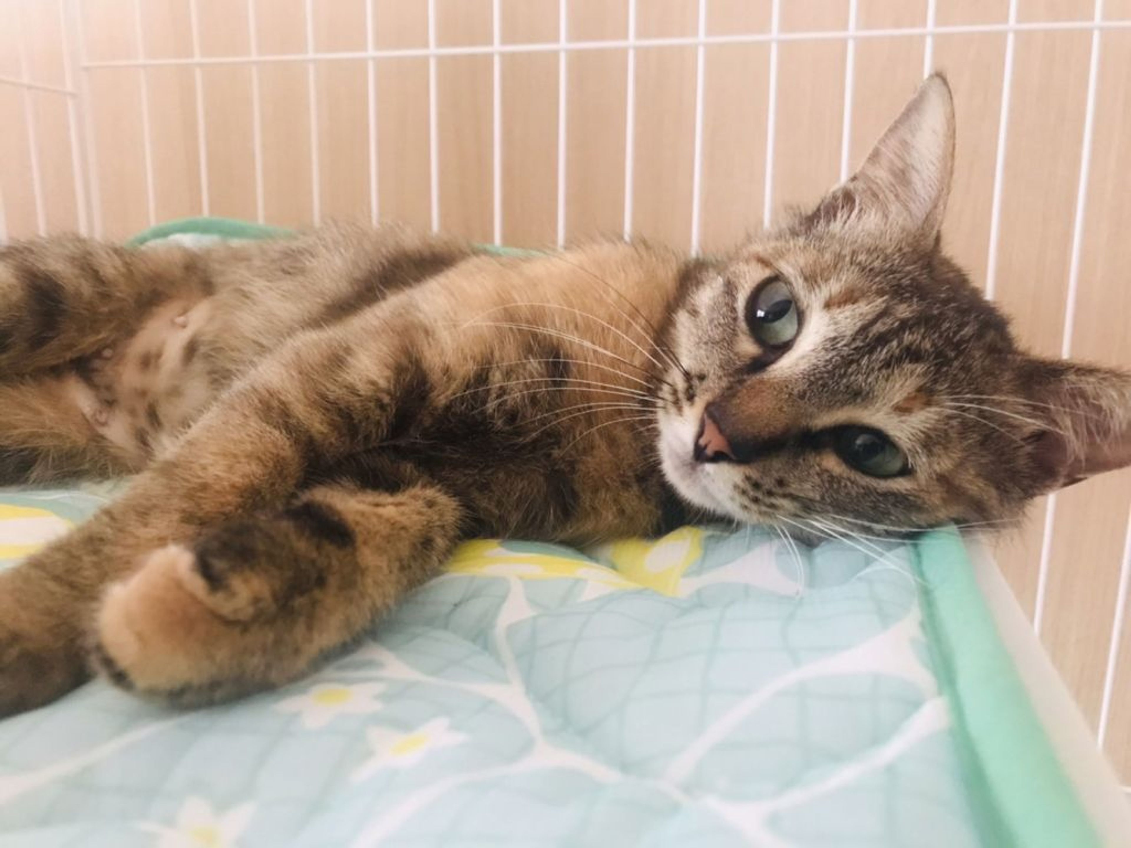 pet-image-6