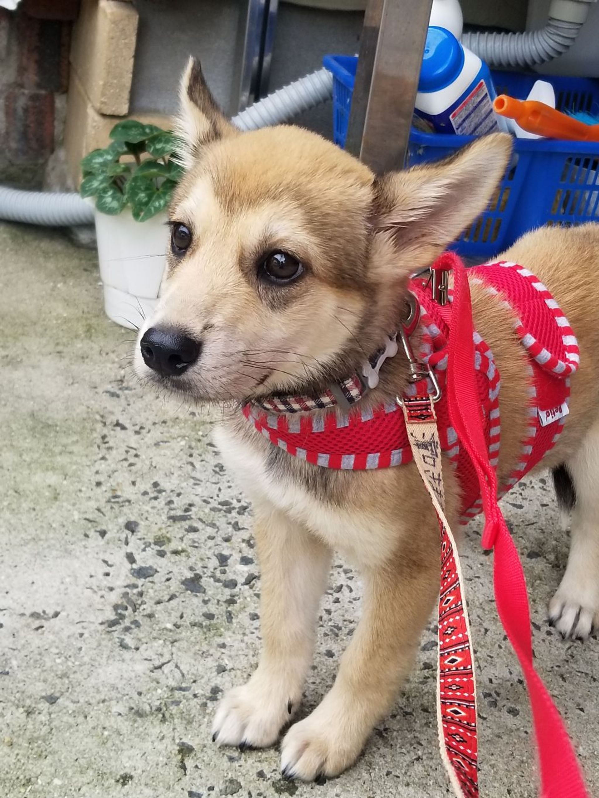 雑種（ミックス犬）・メスの里親募集の写真