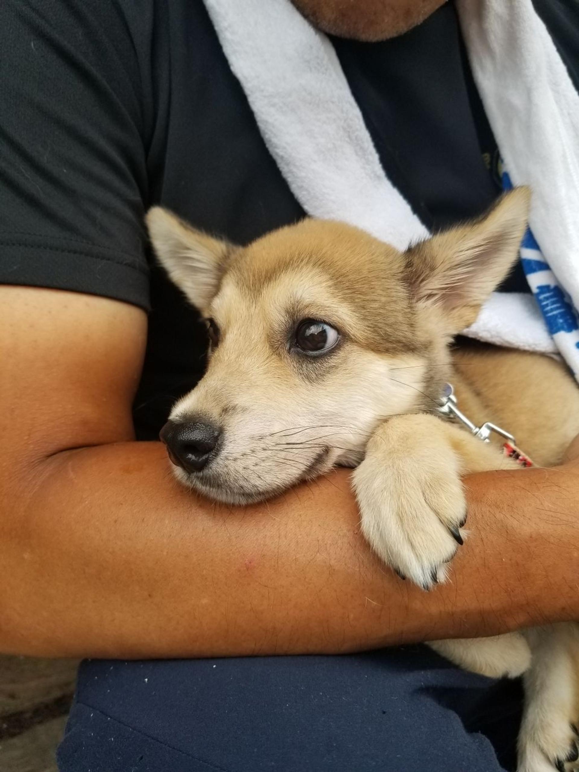 pet-image-2