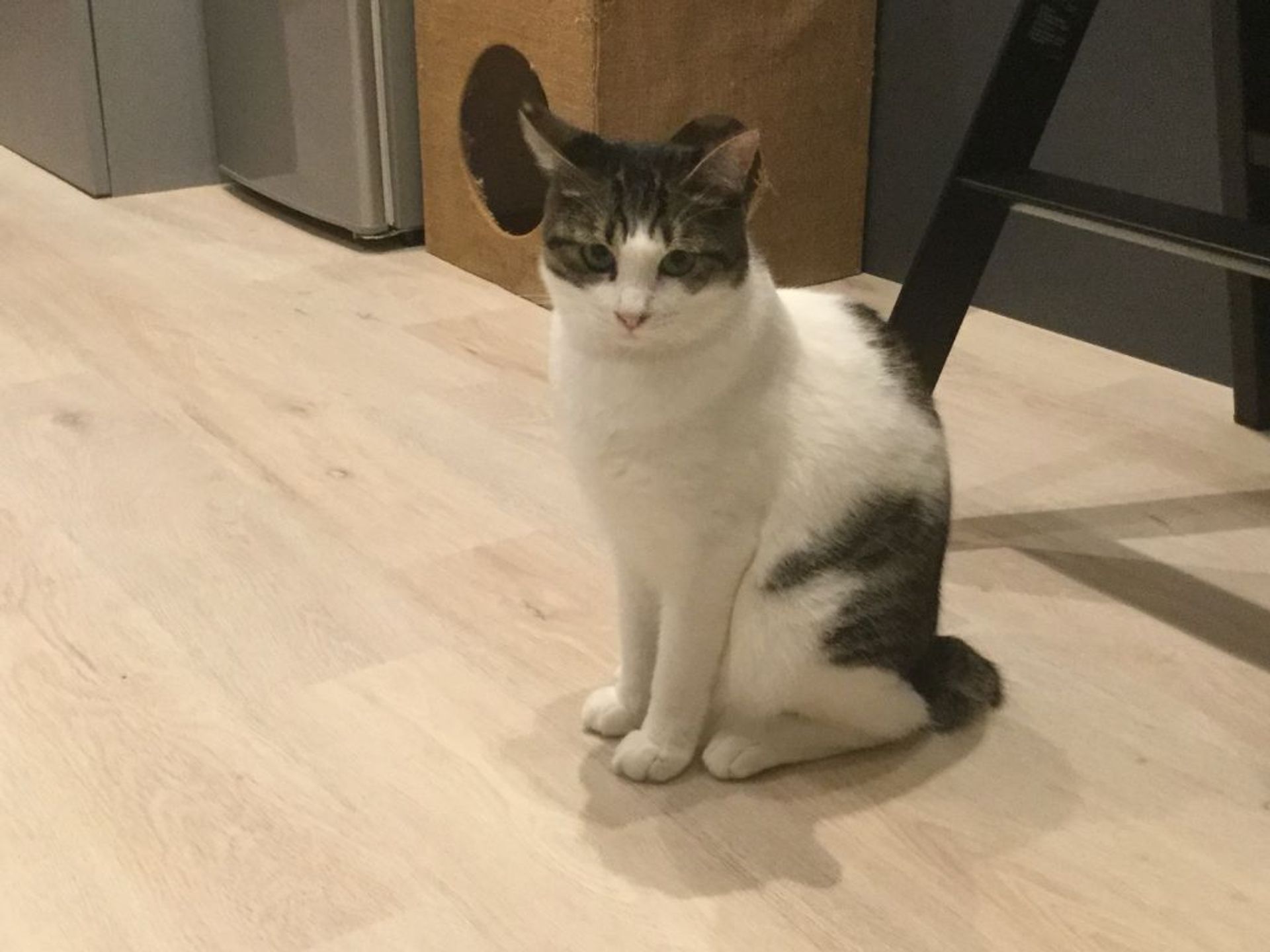 雑種（ミックス猫）・オスの里親募集の写真