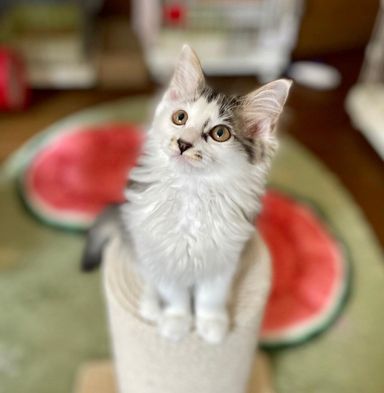 のばらの写真