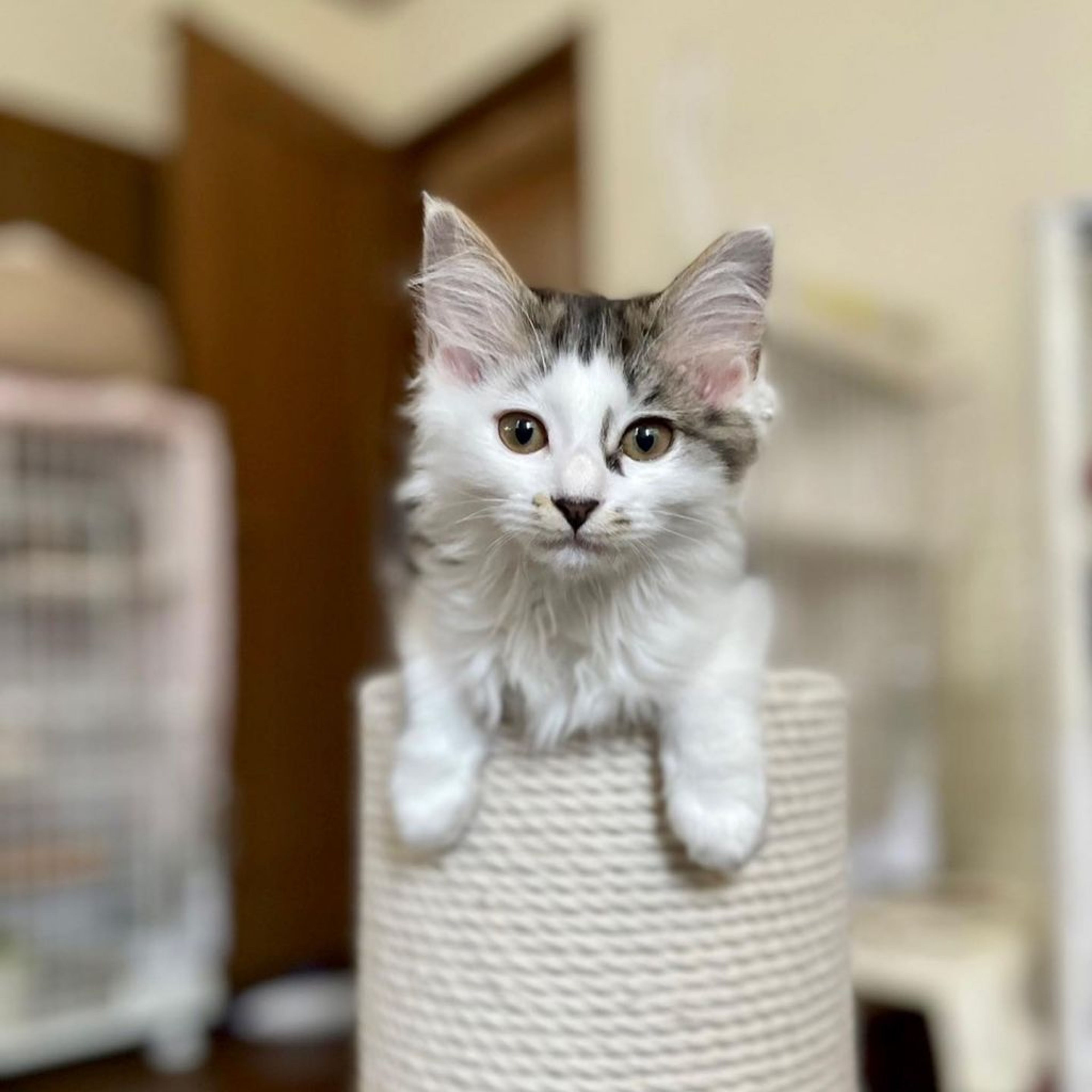 pet-image-4