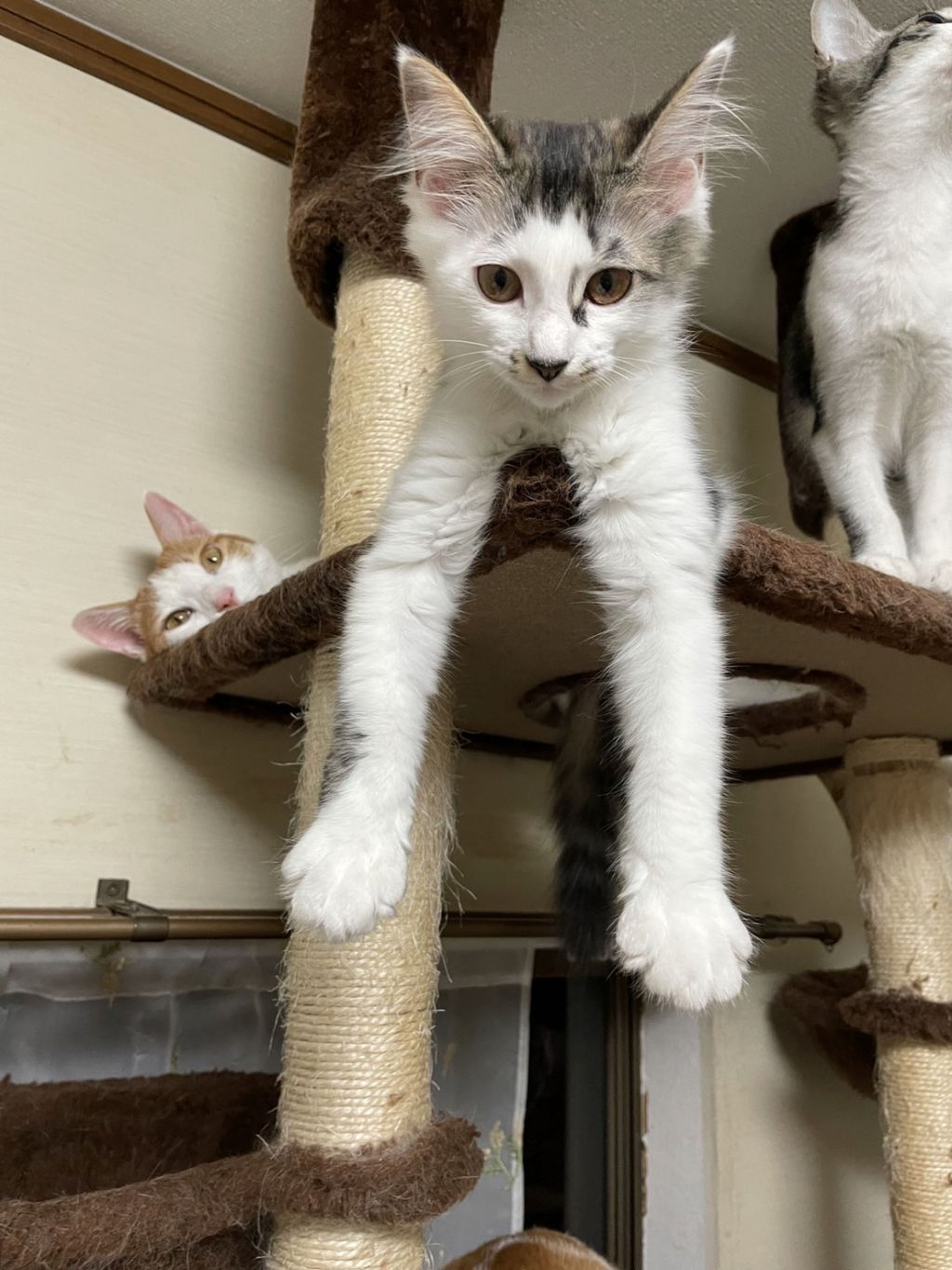 pet-image-7
