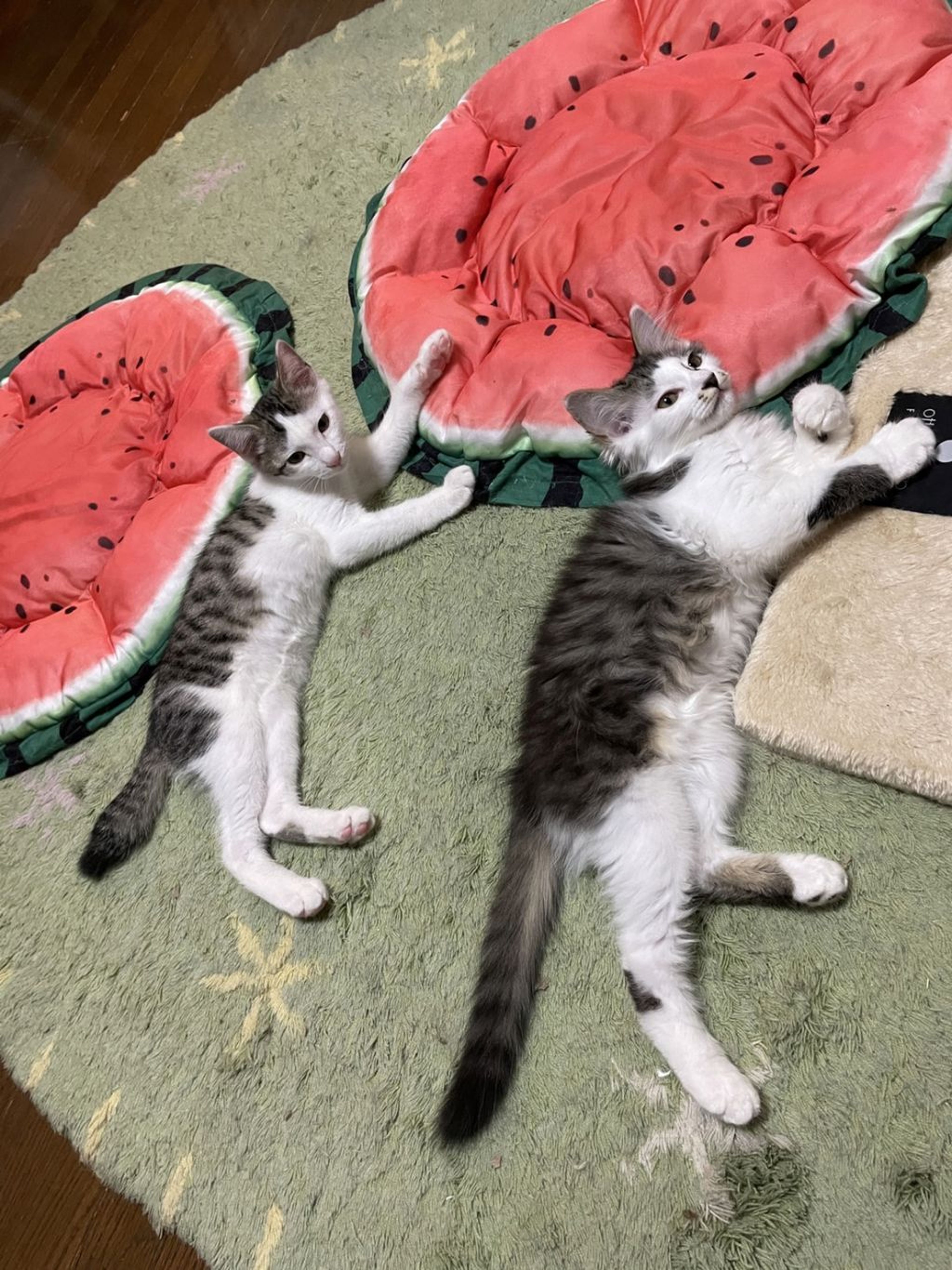 pet-image-8