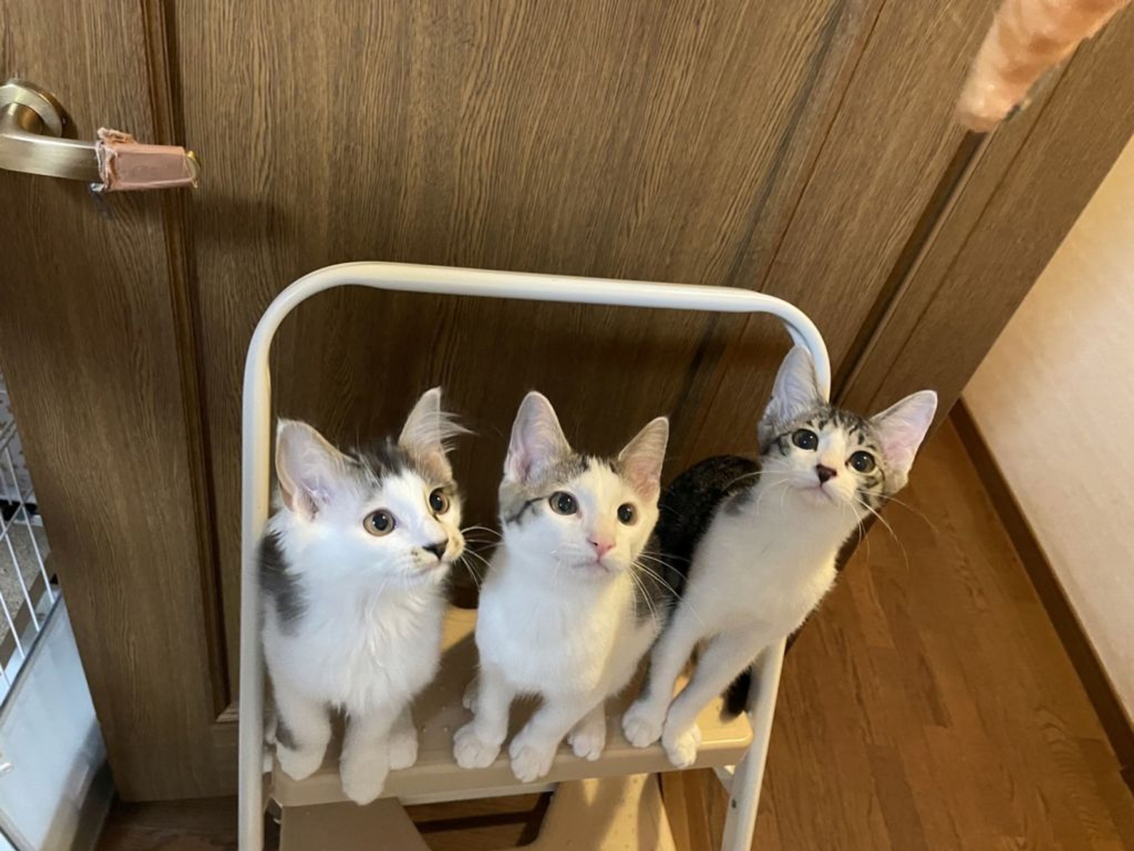 pet-image-9