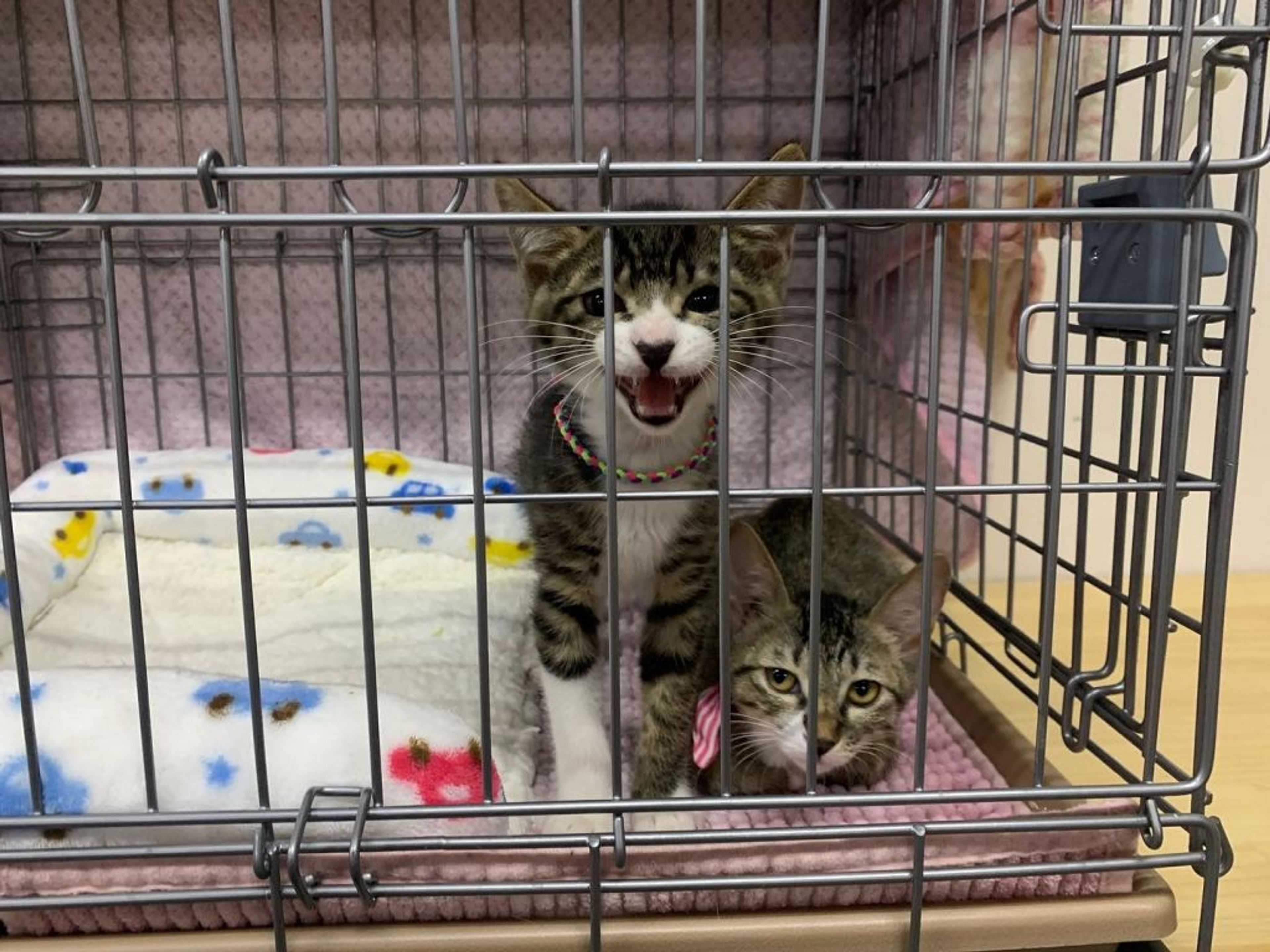 雑種（ミックス猫）・オスの里親募集の写真