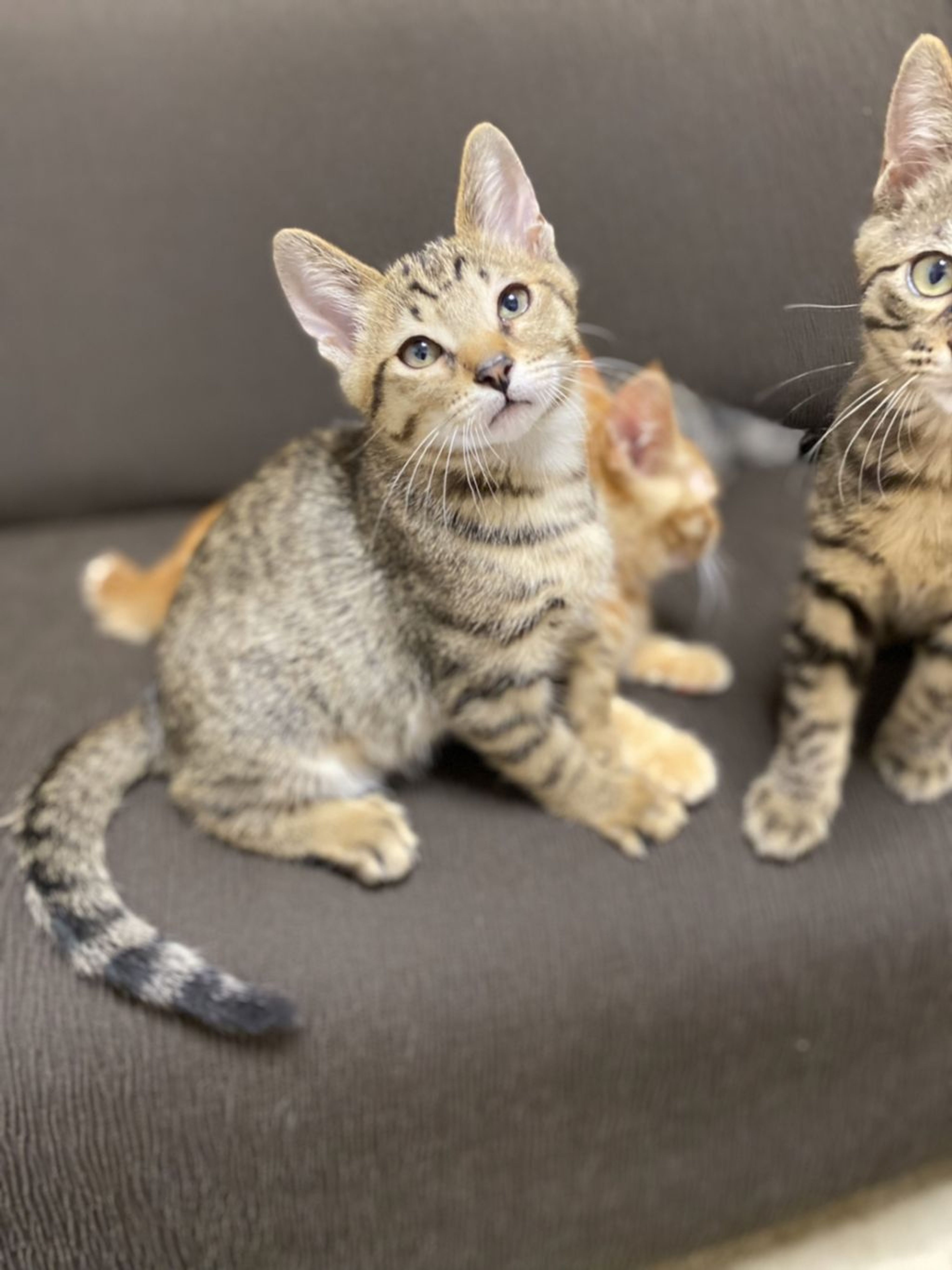 雑種（ミックス猫）・オスの里親募集の写真