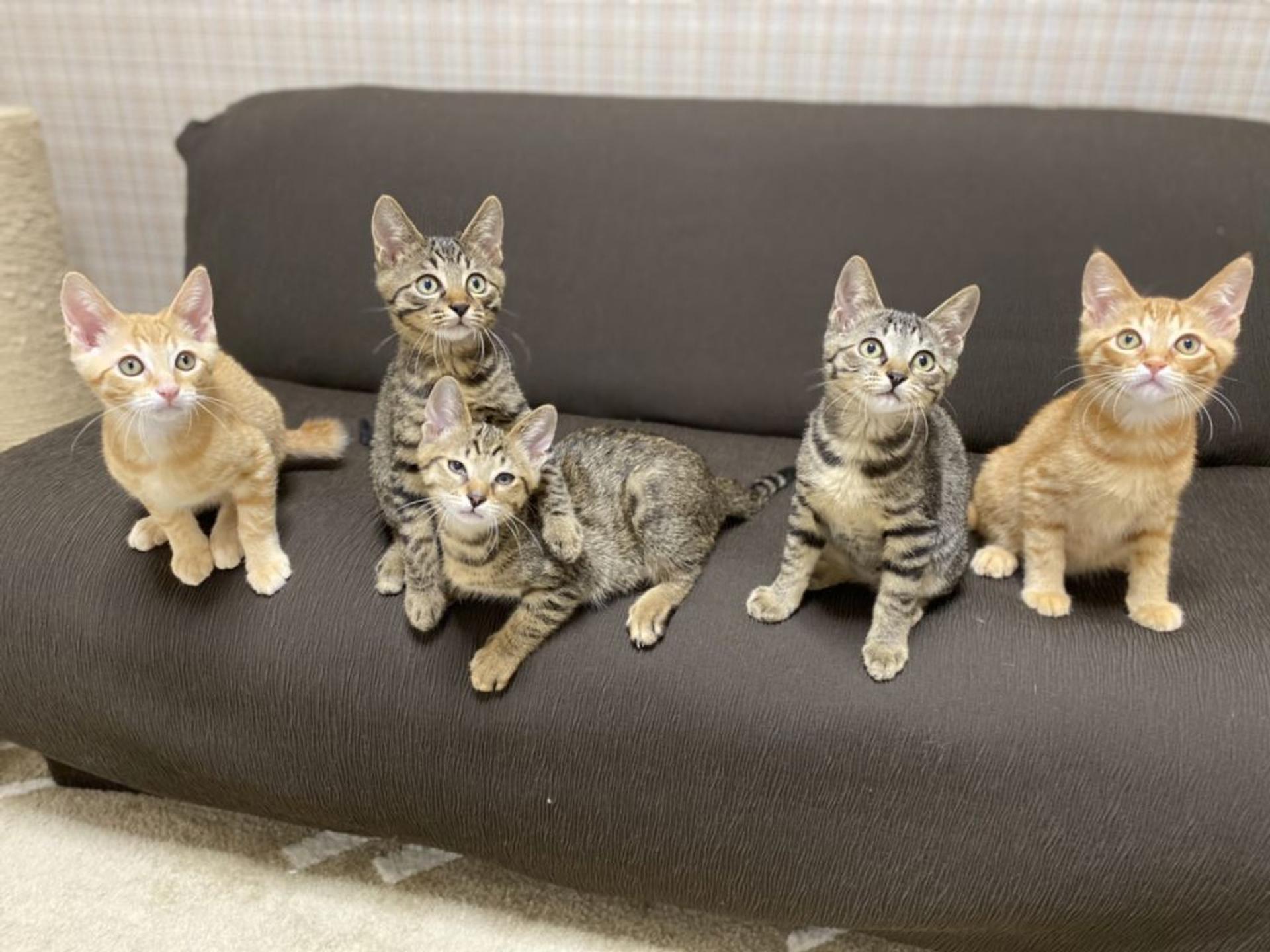 pet-image-4