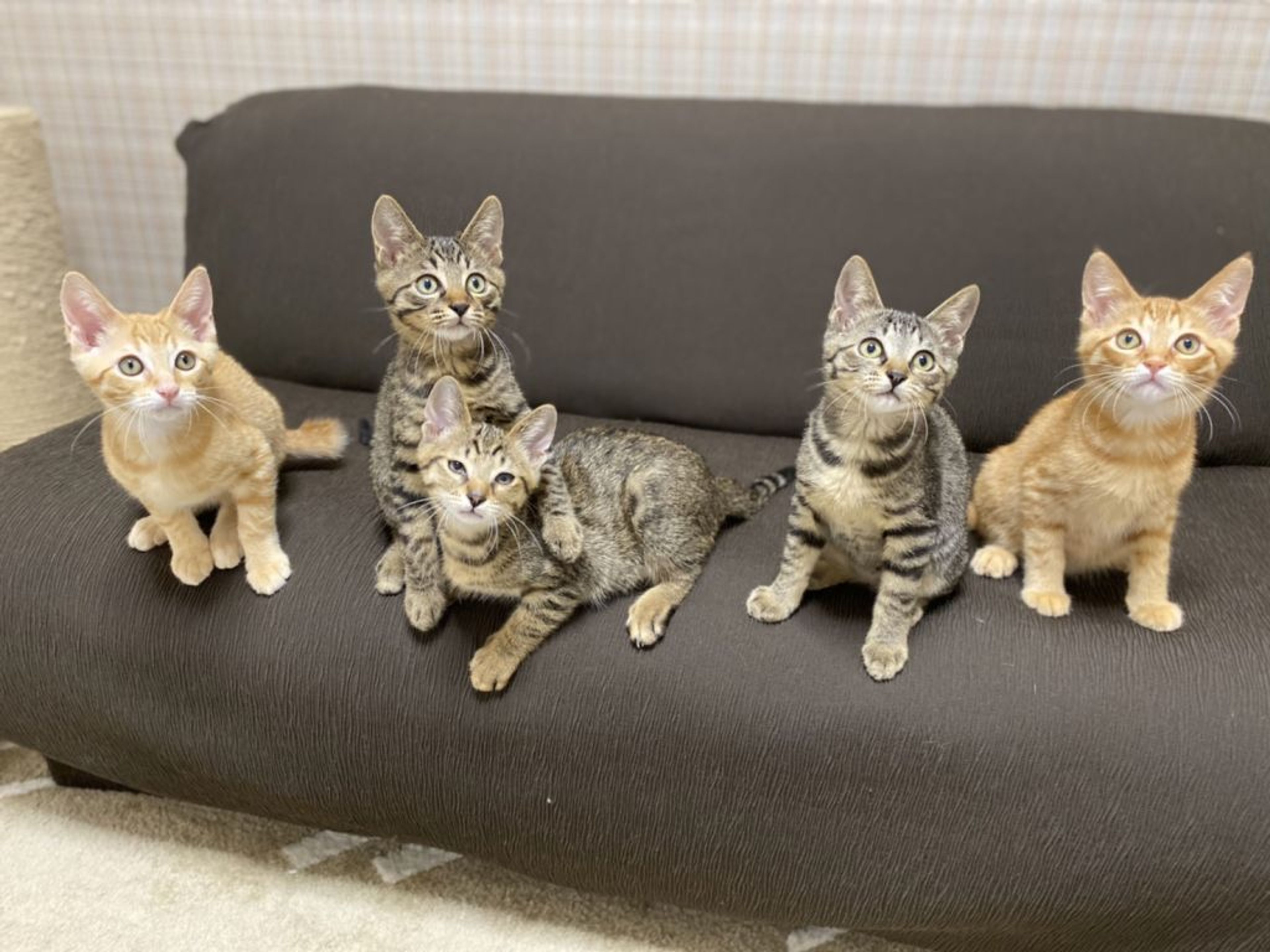 pet-image-4