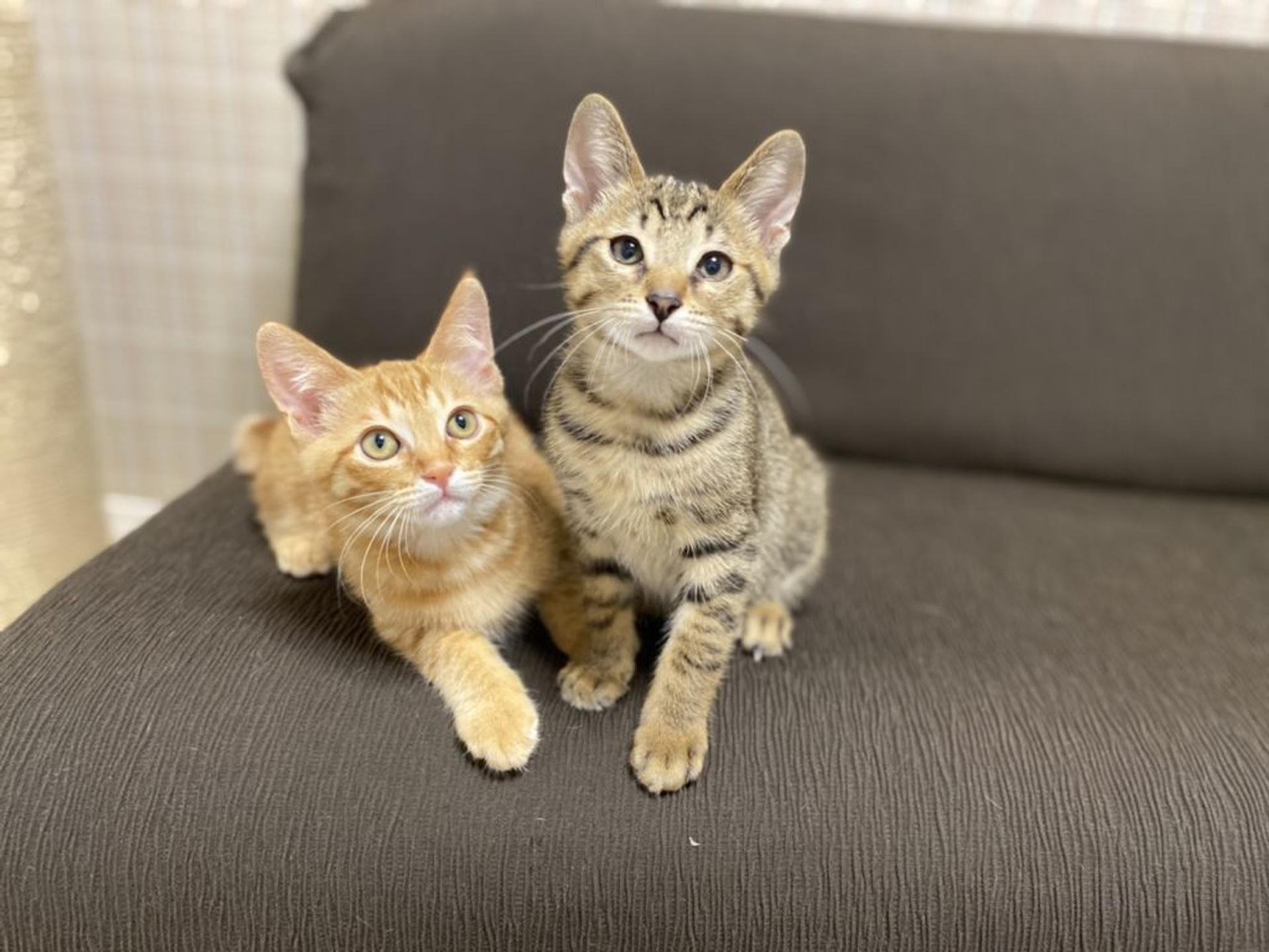 pet-image-5