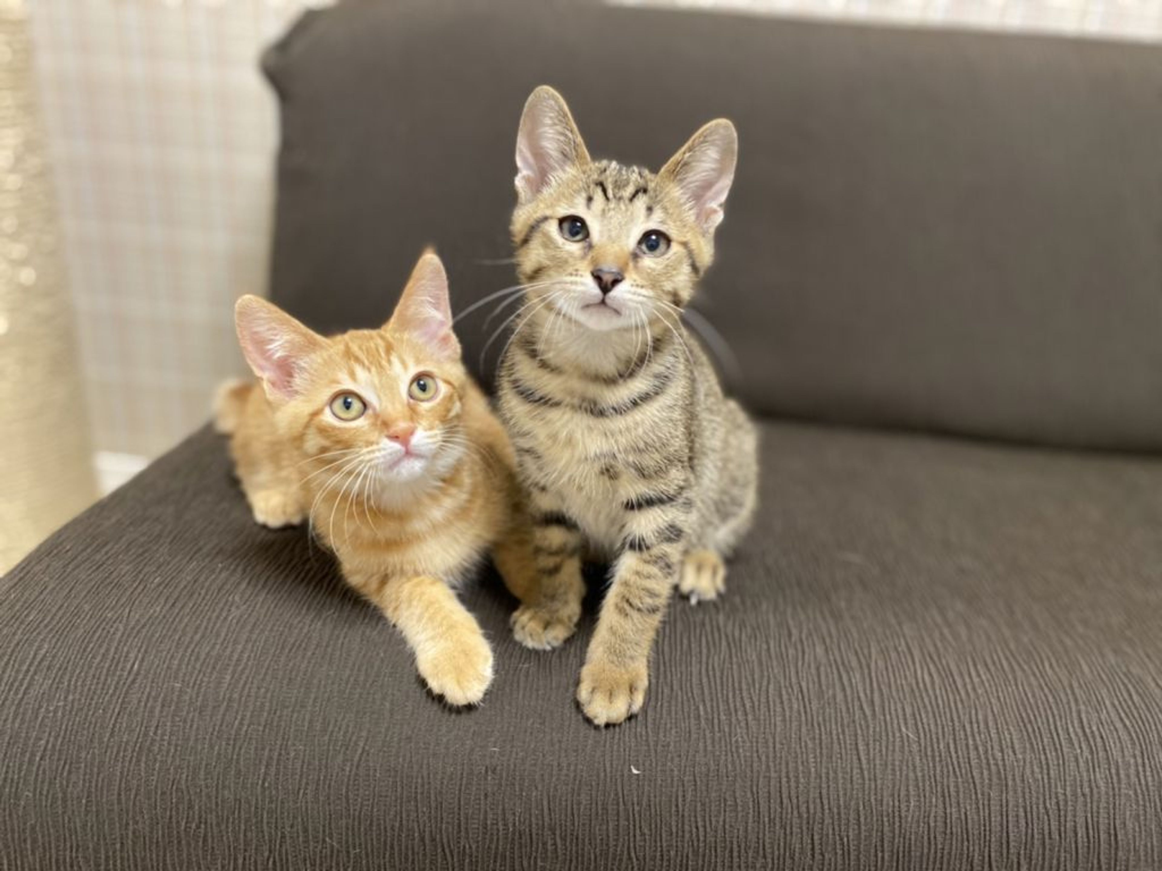 pet-image-5