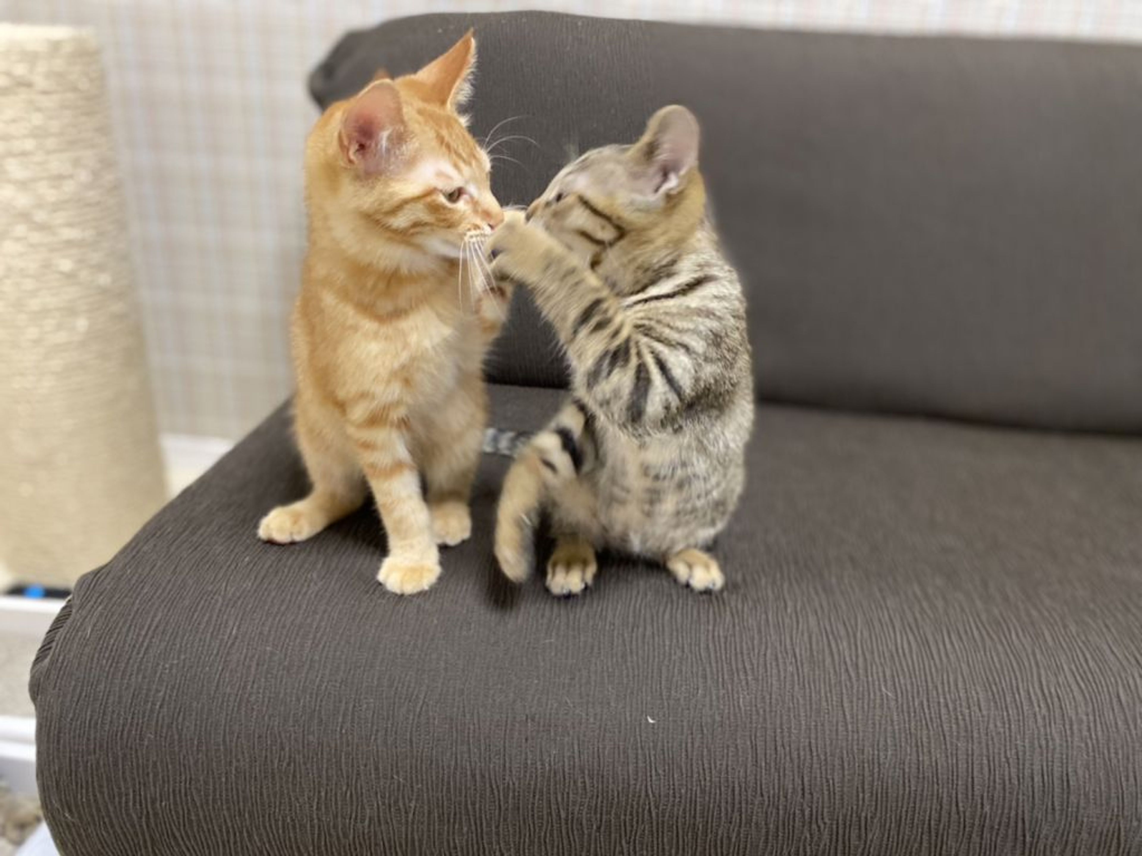 pet-image-6