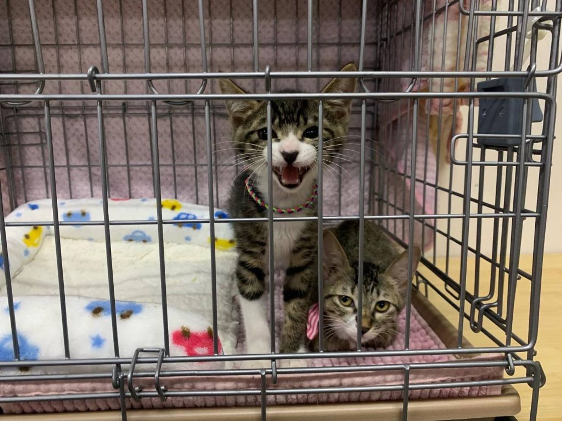 雑種（ミックス猫）・メスの里親募集の写真