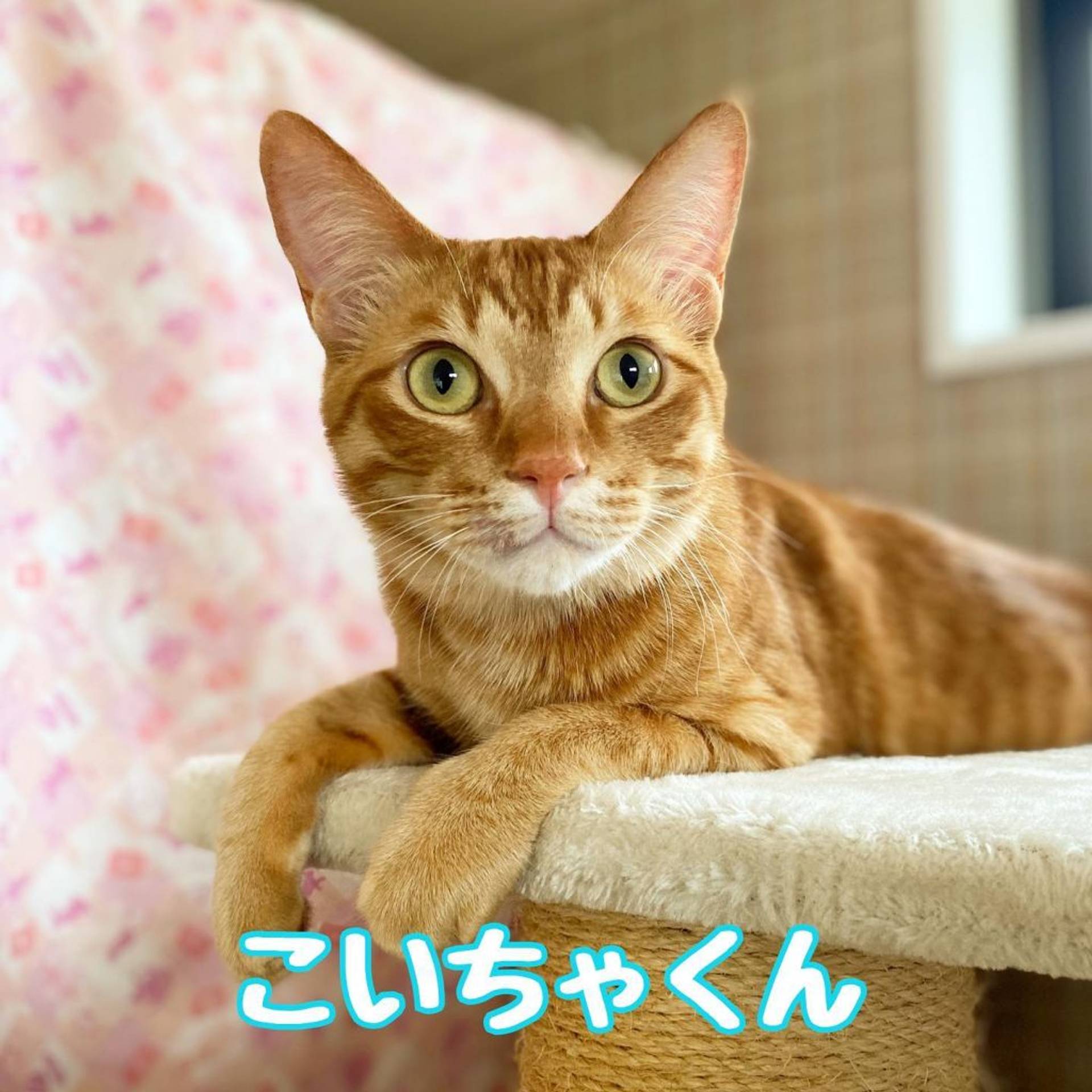 雑種（ミックス猫）・オスの里親募集の写真