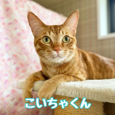 こいちゃの写真
