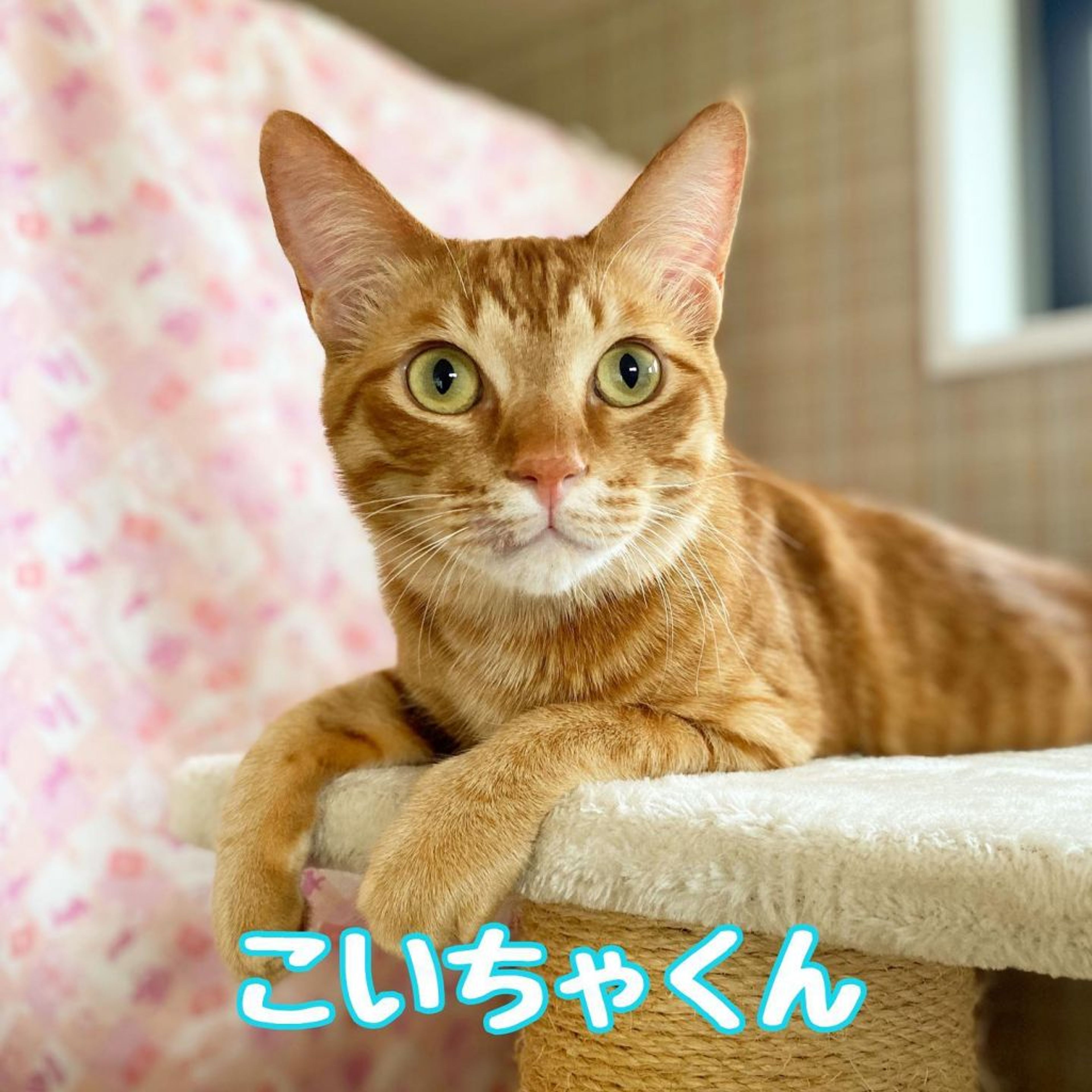 雑種（ミックス猫）・オスの里親募集の写真