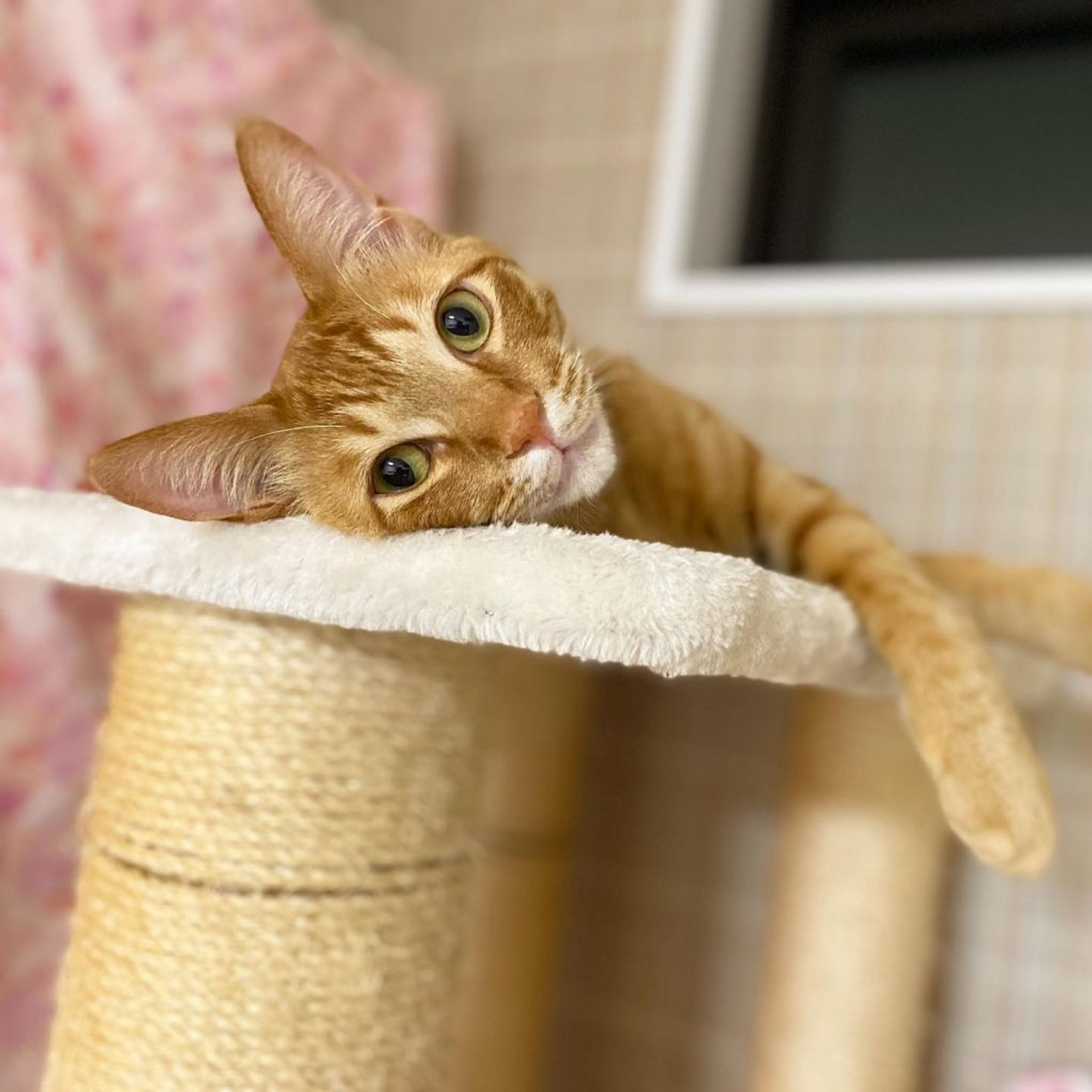 pet-image-2