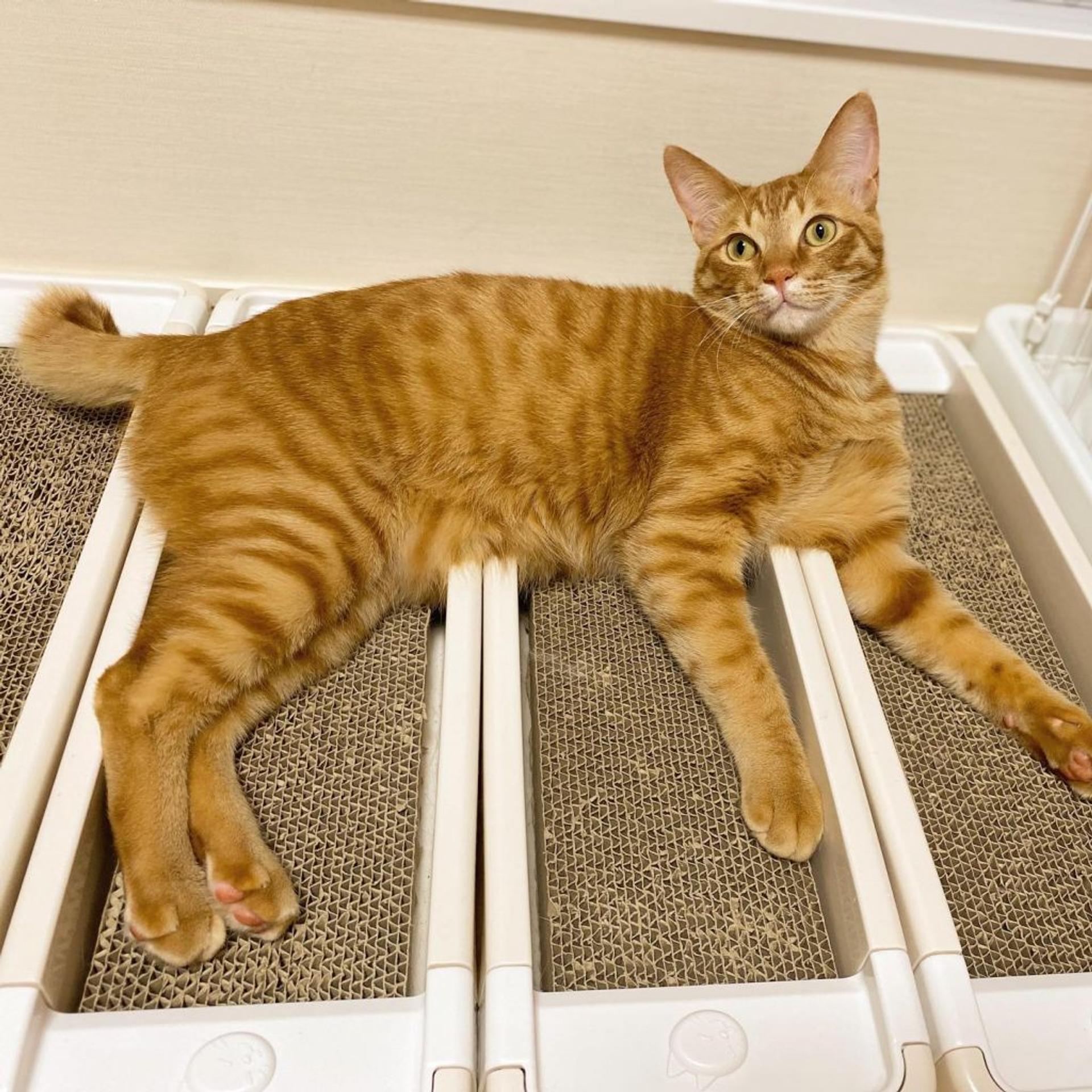pet-image-3