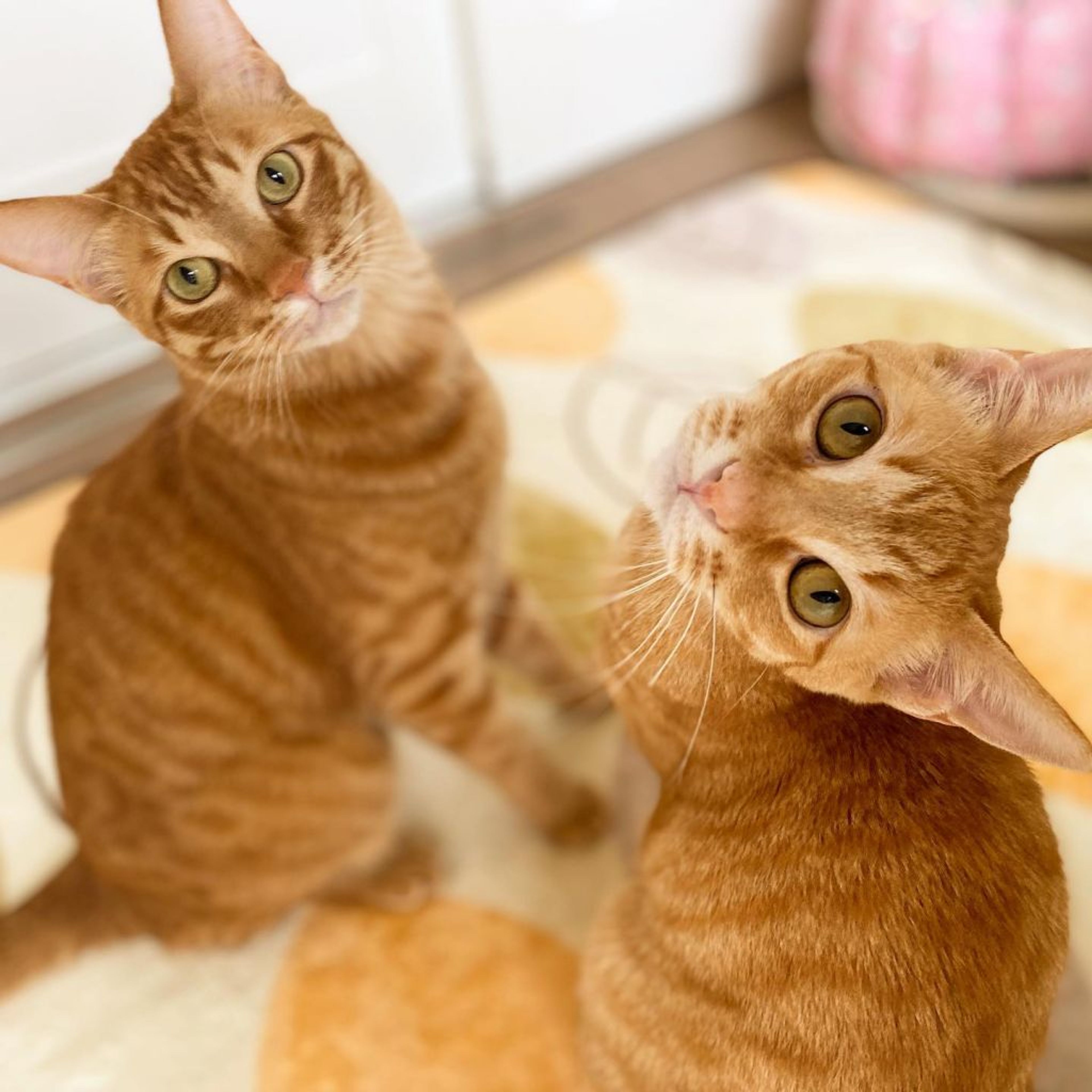 pet-image-5
