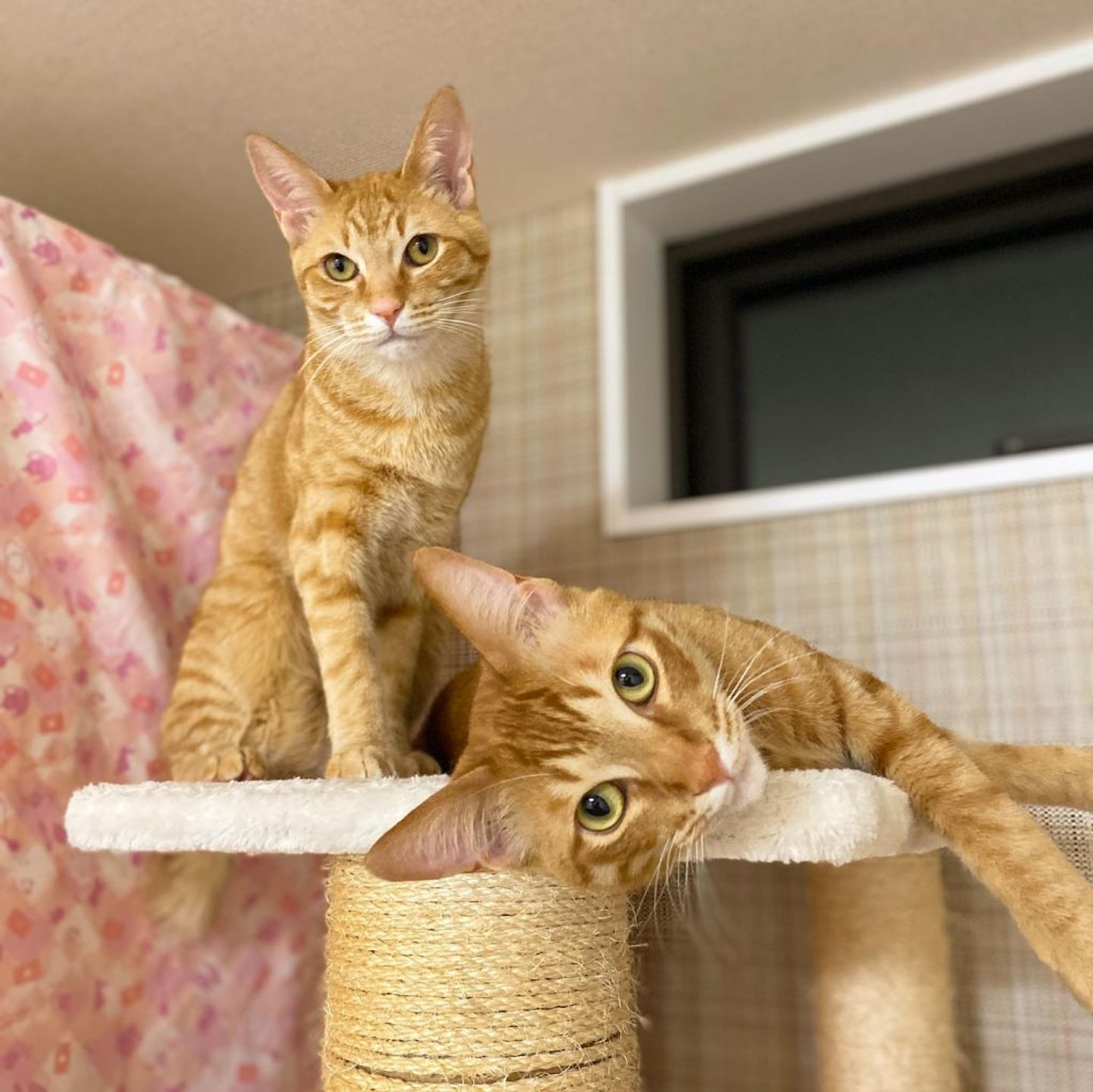 pet-image-7
