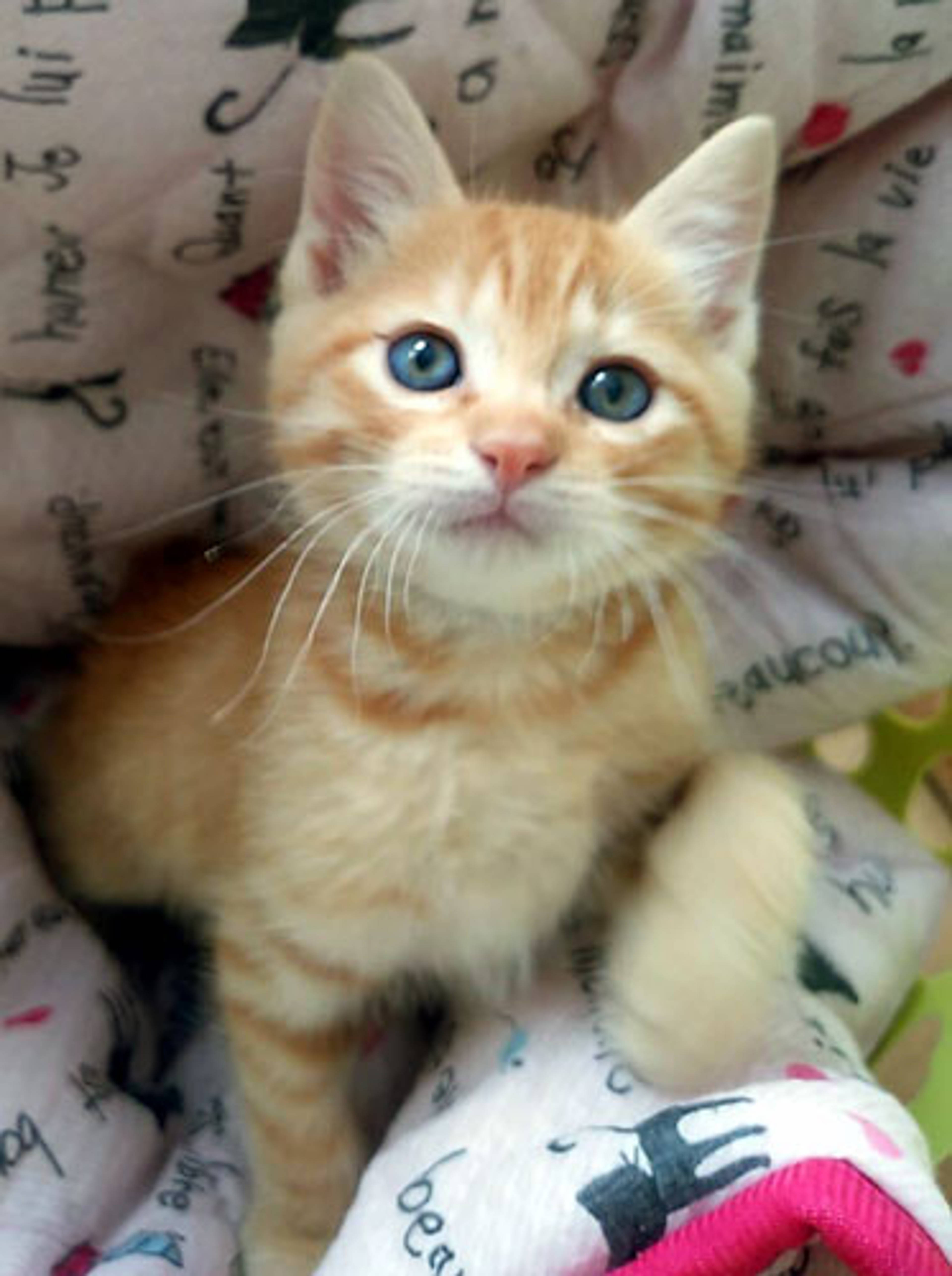雑種（ミックス猫）・オスの里親募集の写真