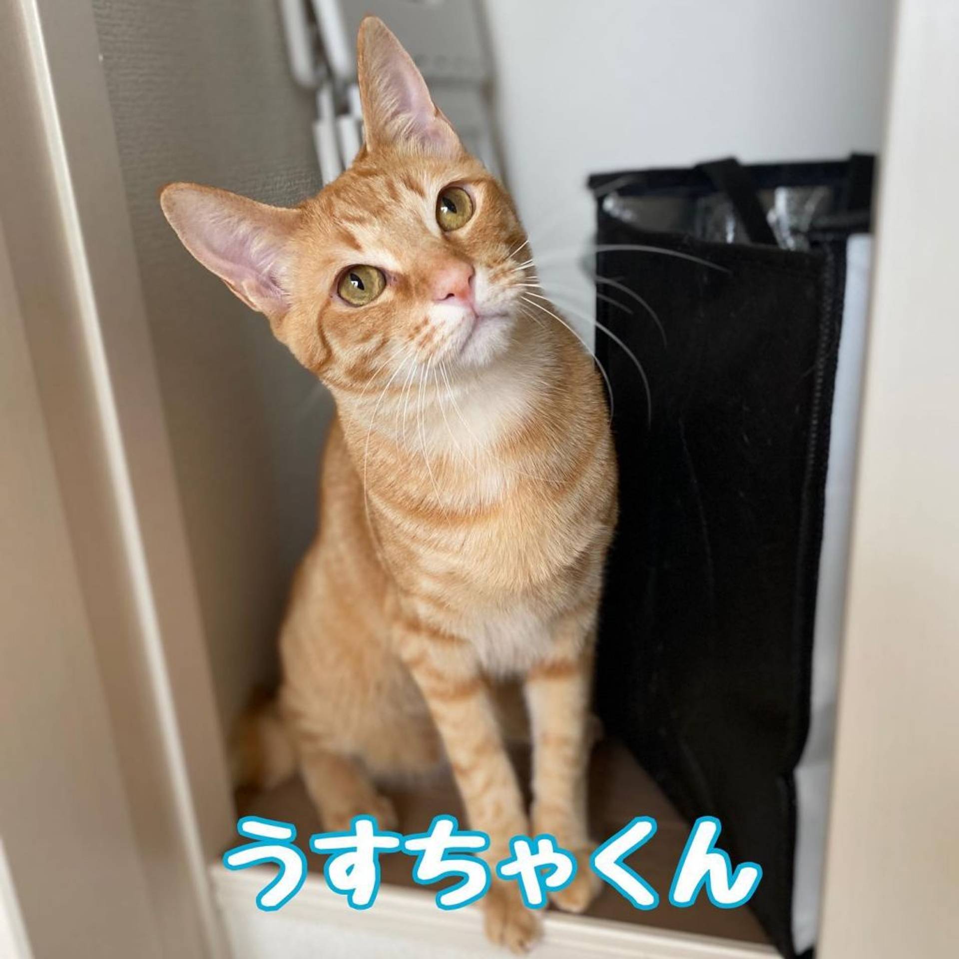 雑種（ミックス猫）・オスの里親募集の写真